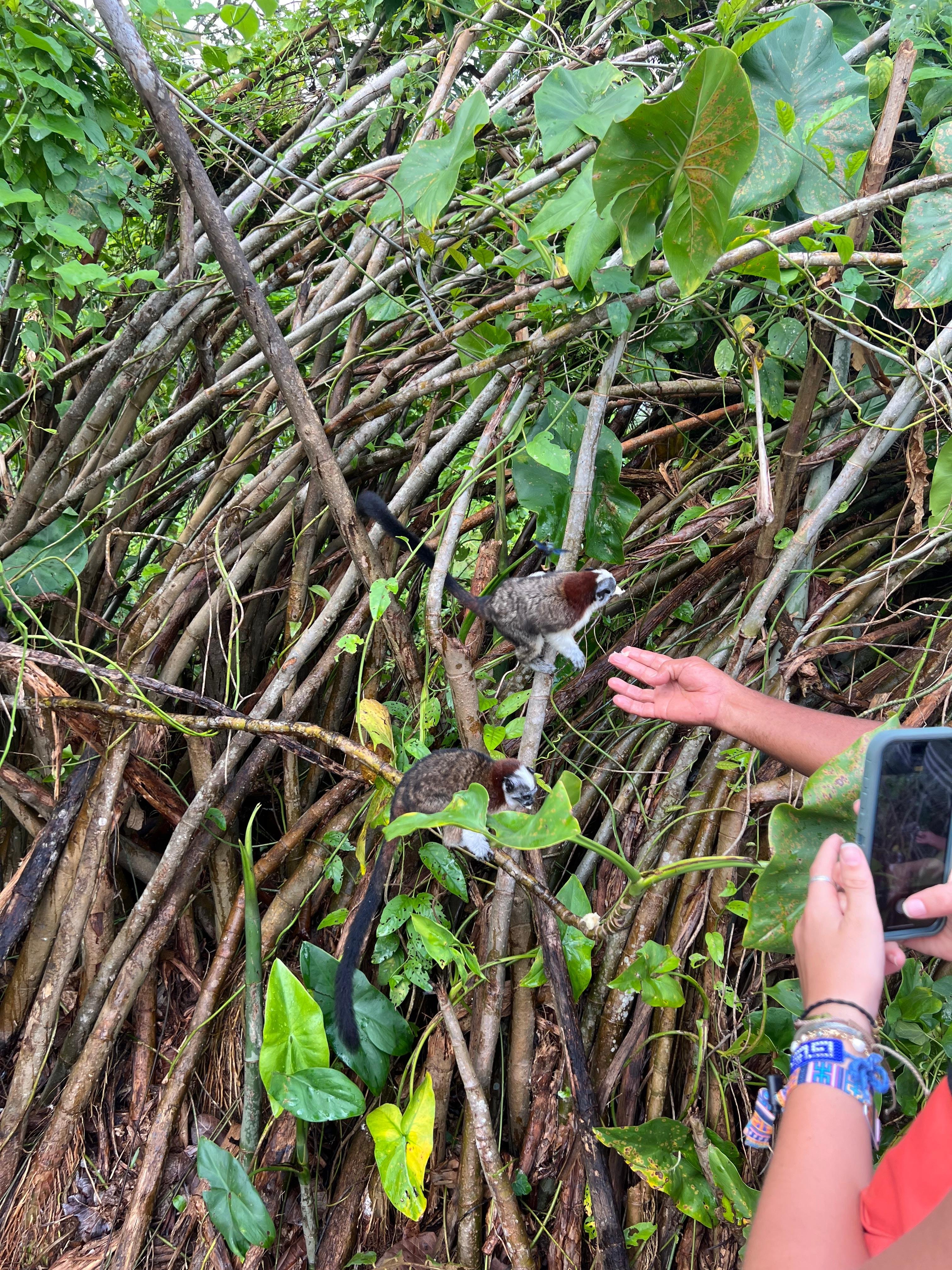 Panama Canal: Gatun Lake Wildlife & Monkey Island Cruise