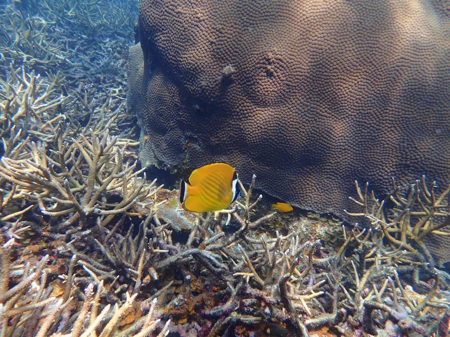 Speedboat Snorkel Expedition to Koh Tao & Koh Nang Yuan
