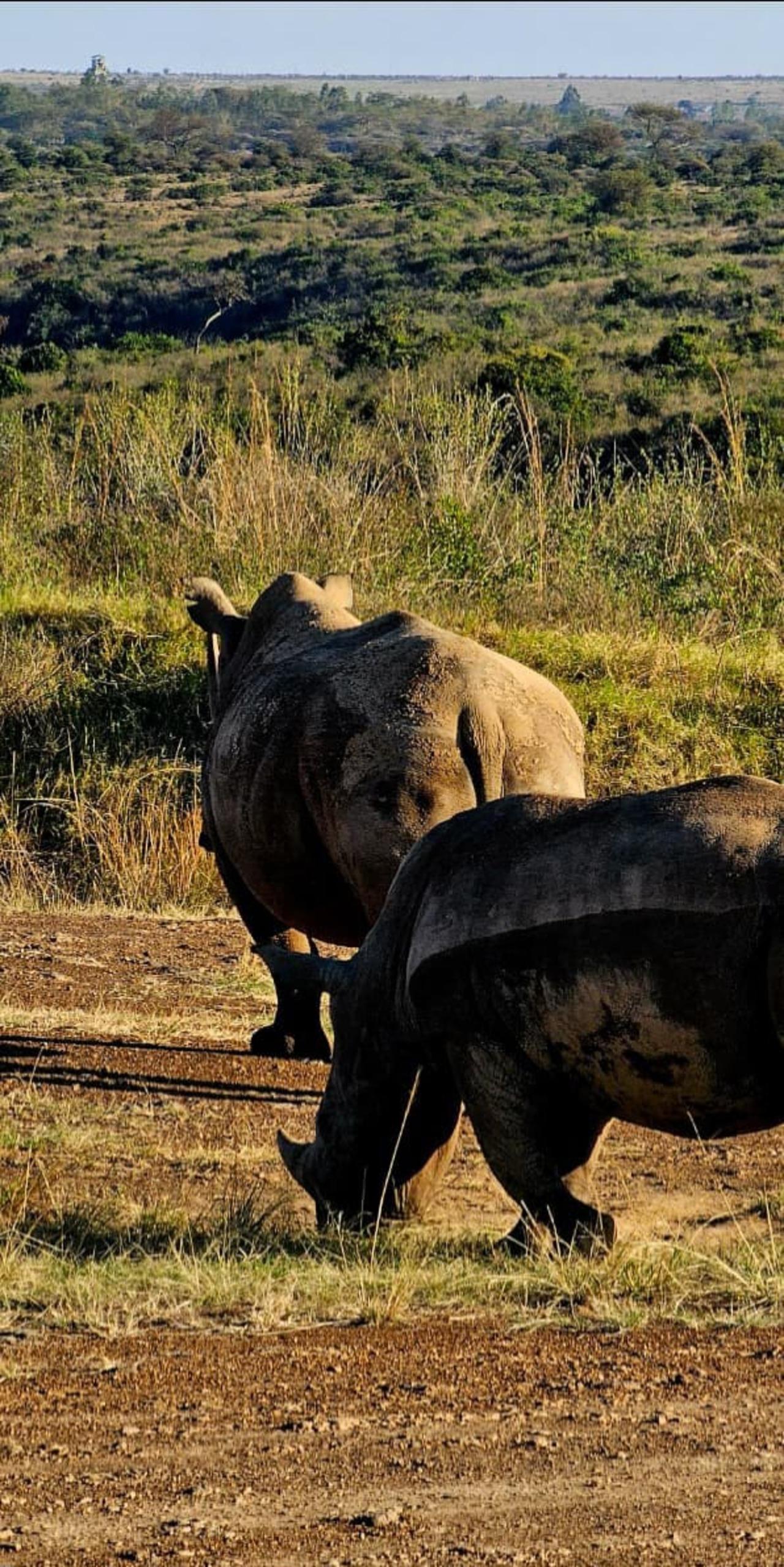 Nairobi National Park Half-Day Wildlife Safari