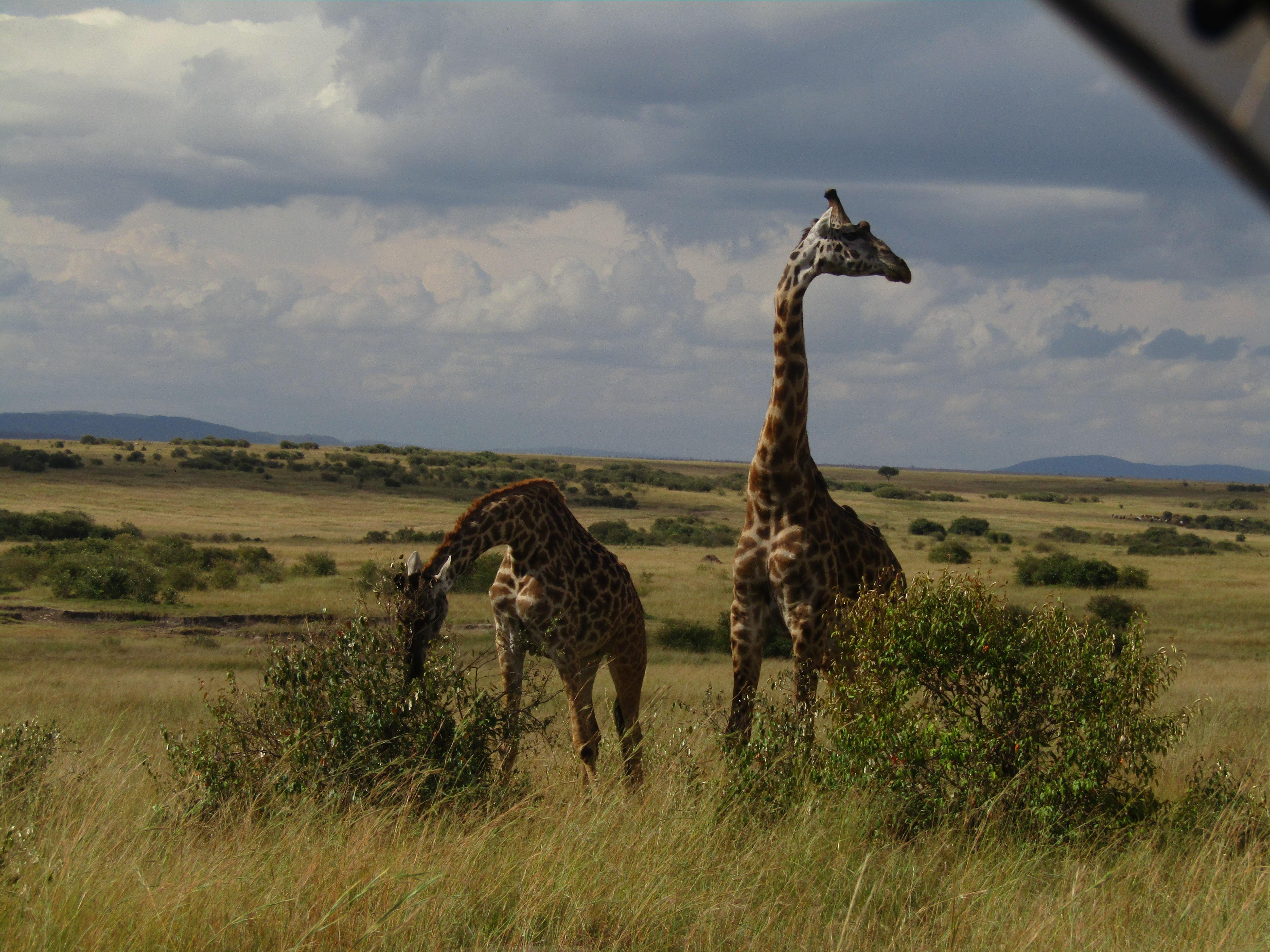 3-Day Masai Mara Safari Adventure from Nairobi
