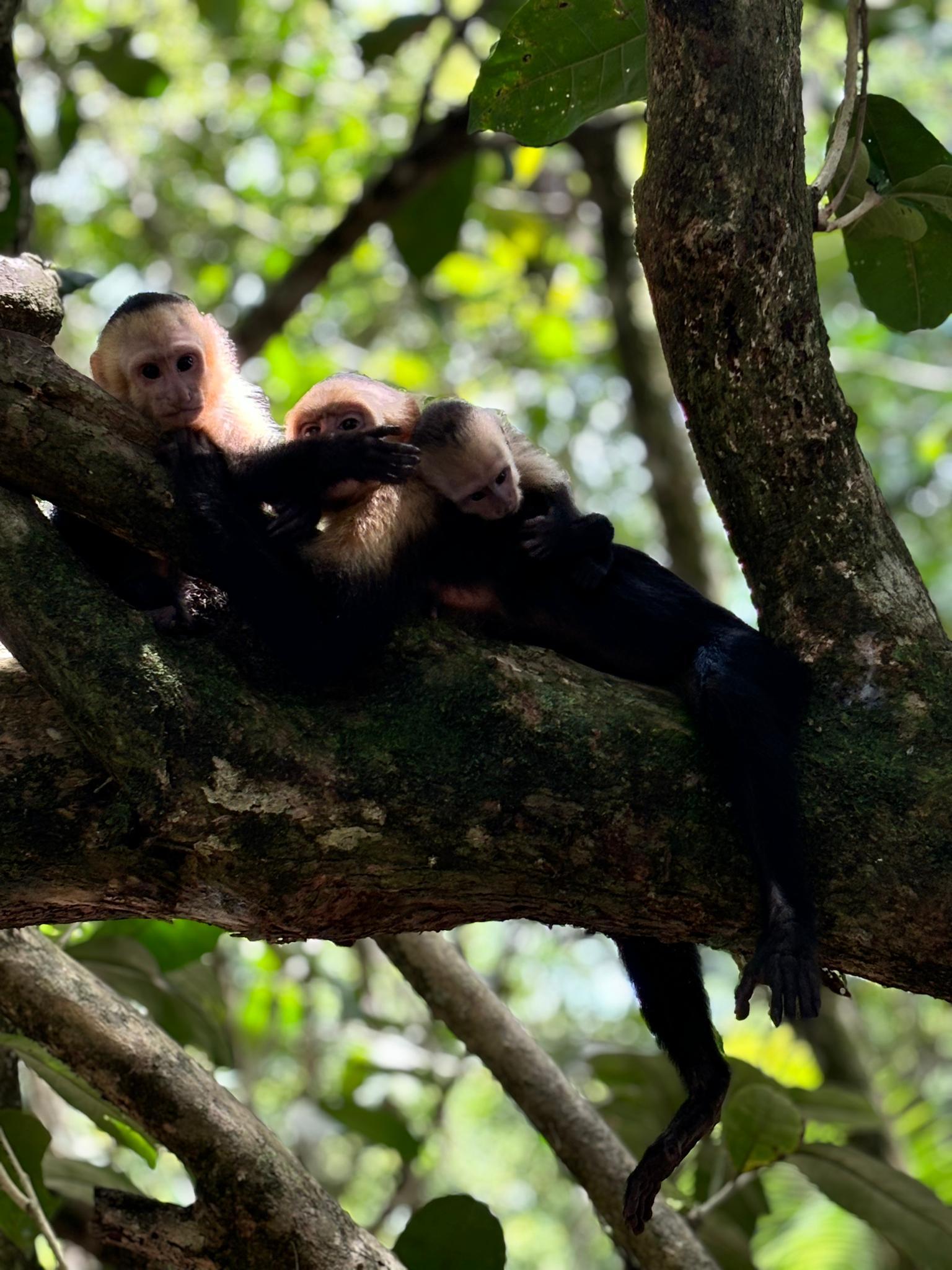 Manuel Antonio National Park: Expert-Guided Wildlife Hike