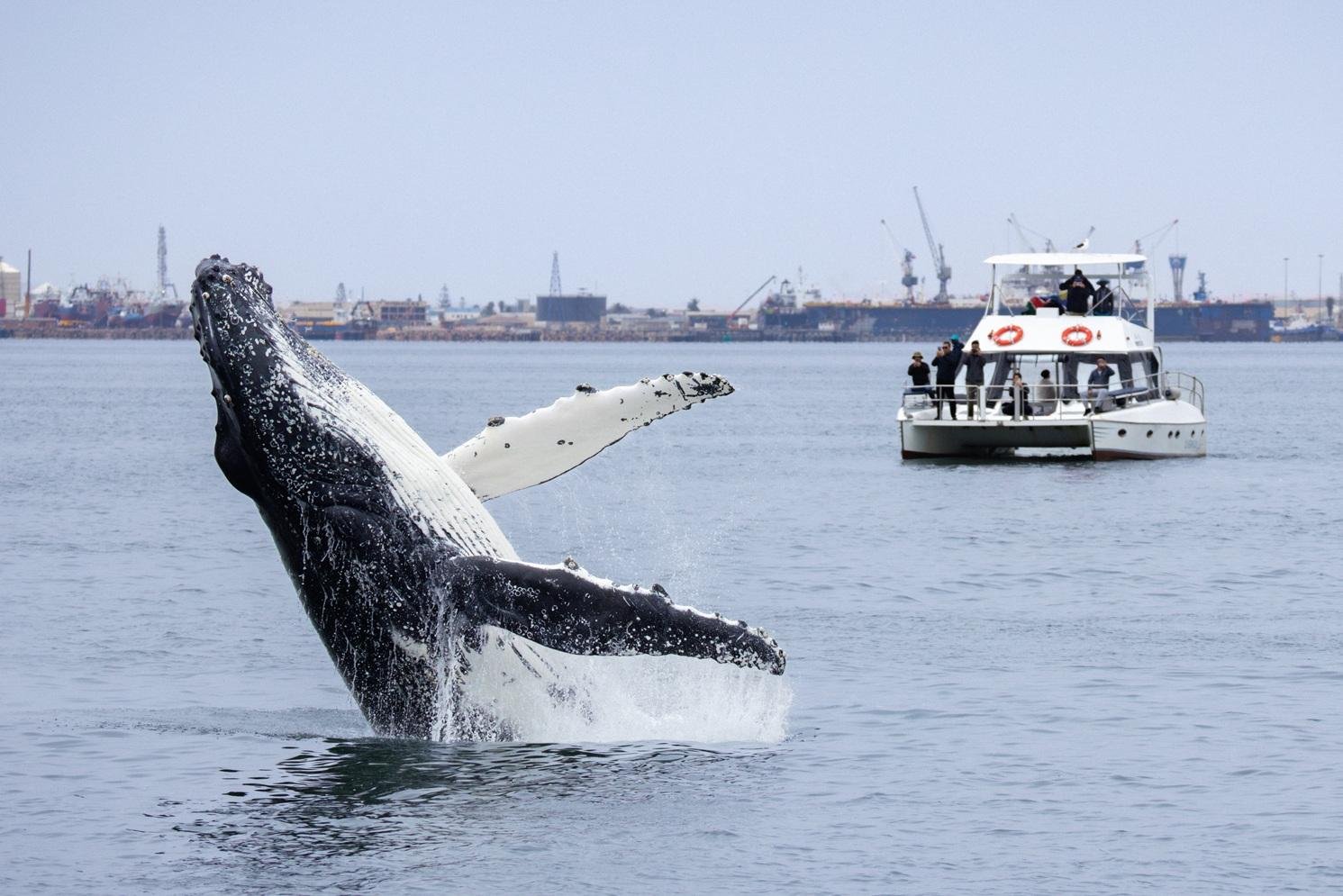 Walvis Bay Marine Big 5 Catamaran Safari