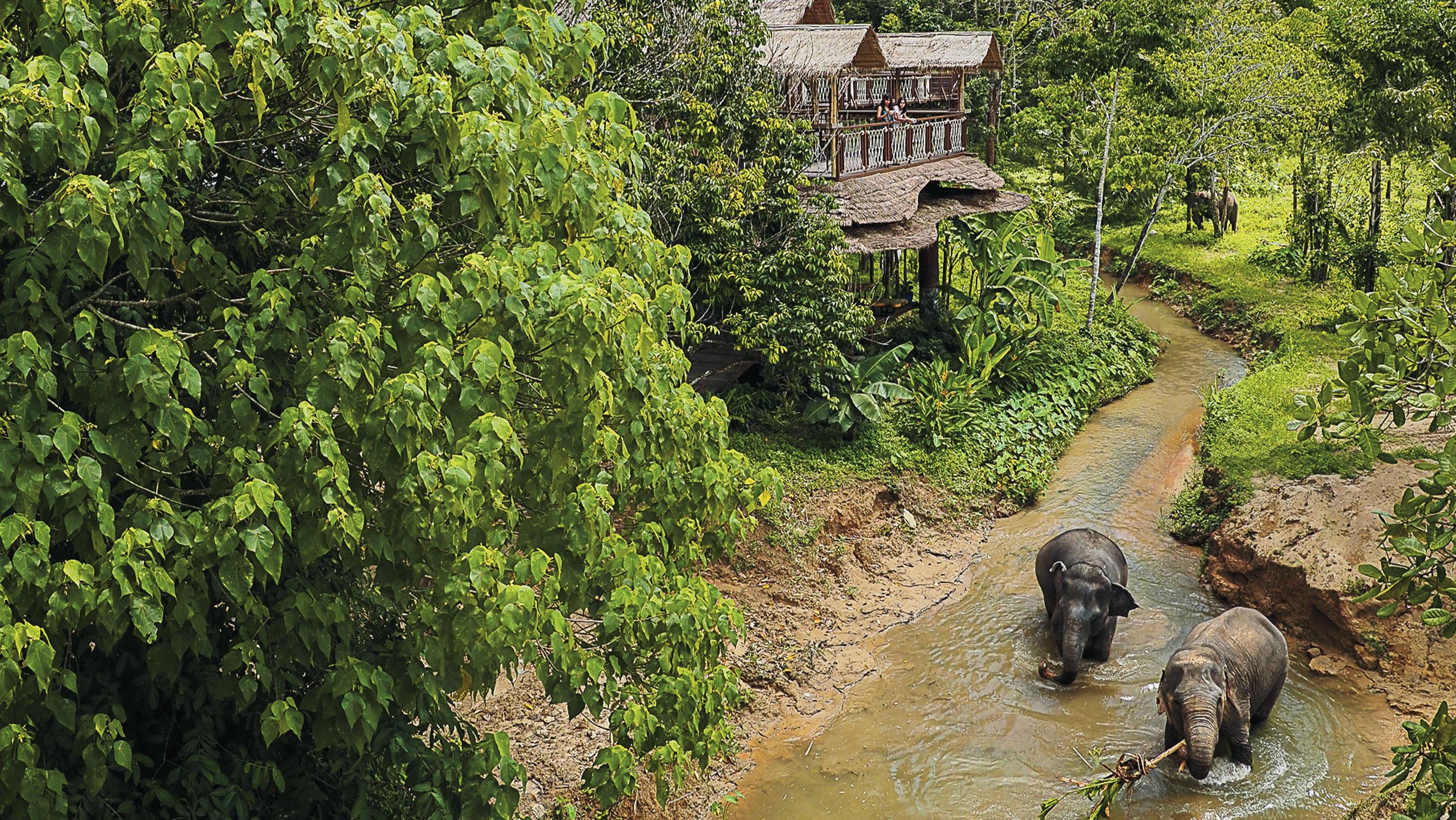 Canopy Walkway Elephant Observation Experience