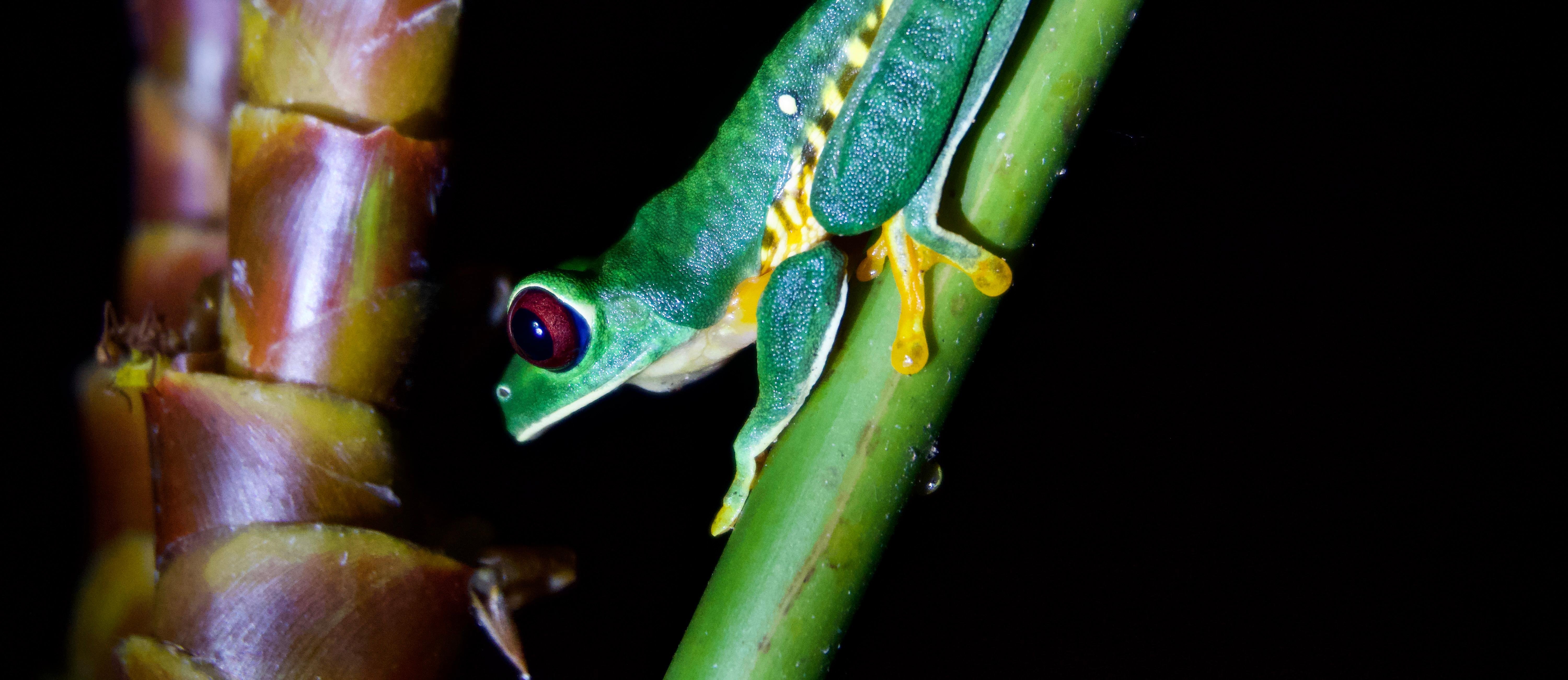 Manuel Antonio Night Wildlife Walk with Expert Naturalist