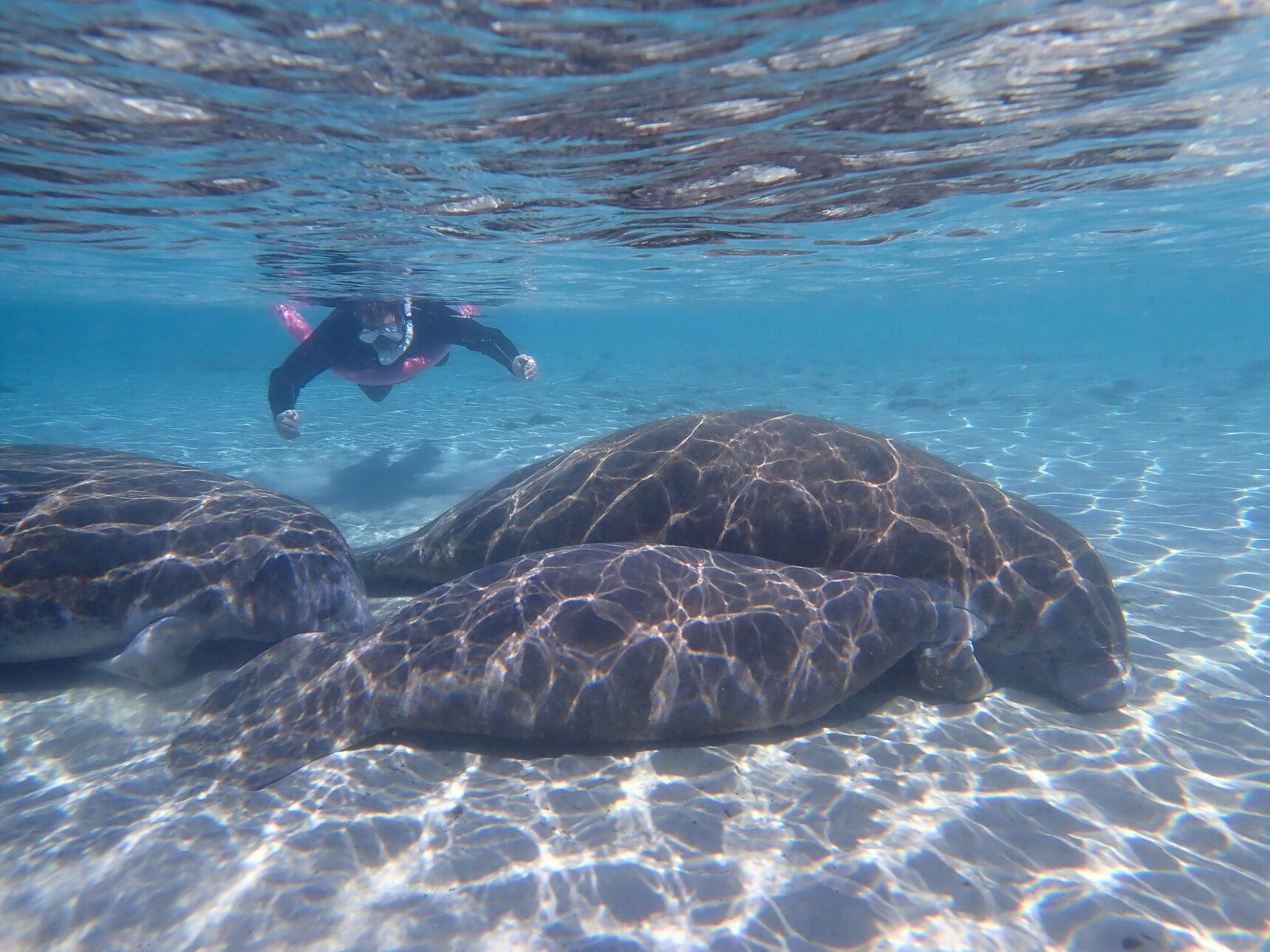 Snorkeler watching two manatees underwater in bright spring water