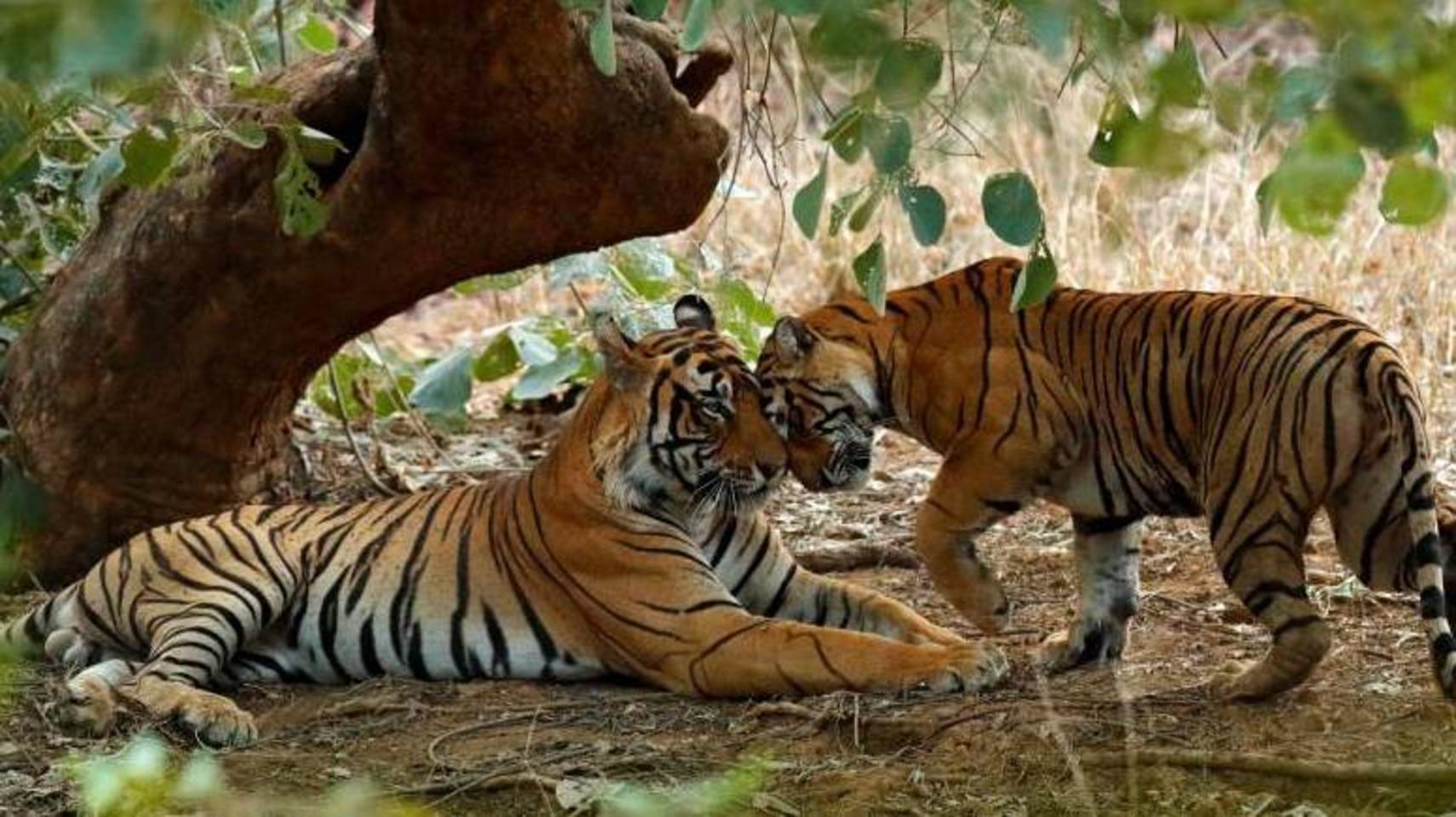 6-Day Golden Triangle & Ranthambore Tiger Safari