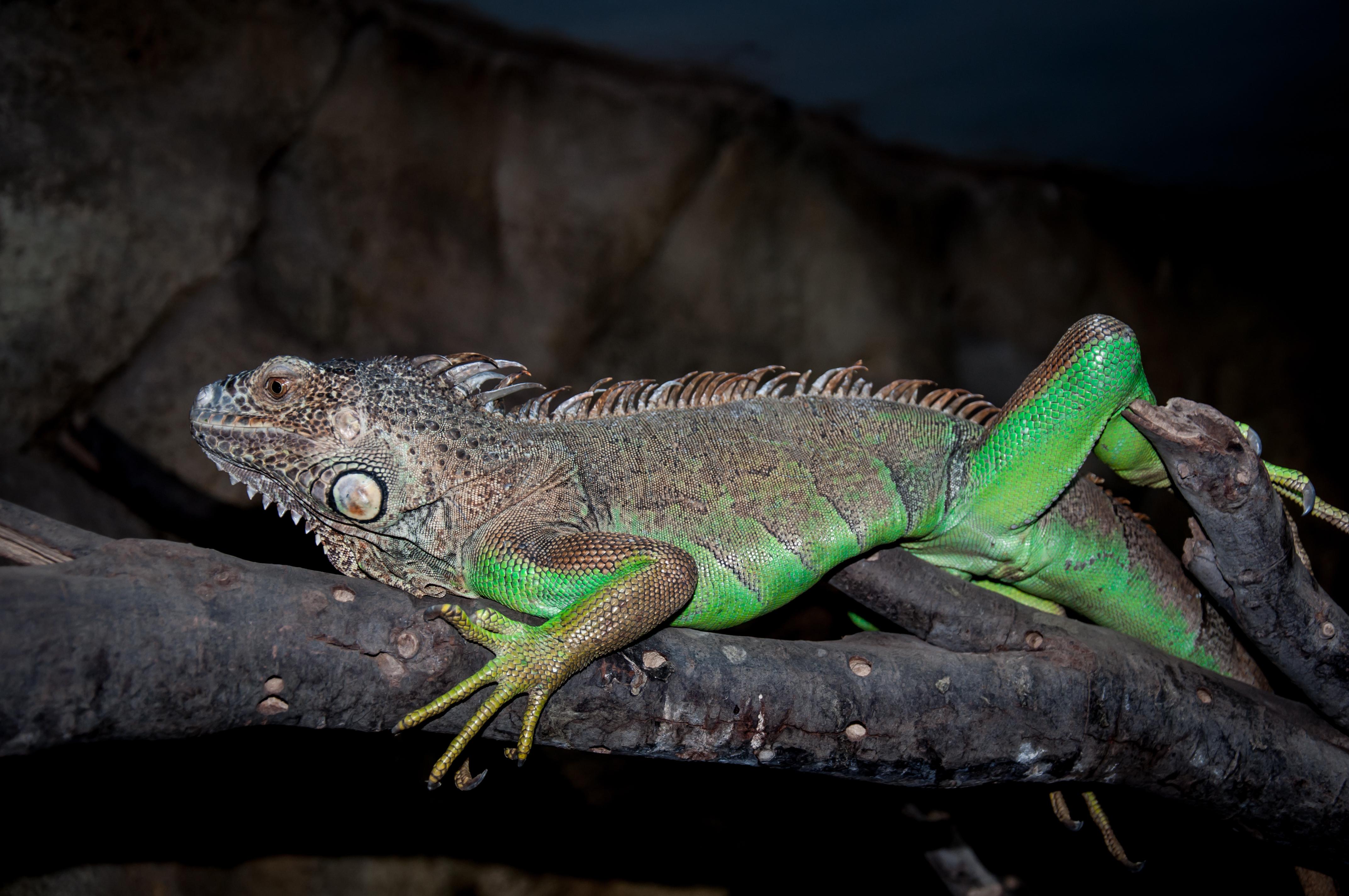 Manuel Antonio Night Wildlife Walk with Expert Naturalist