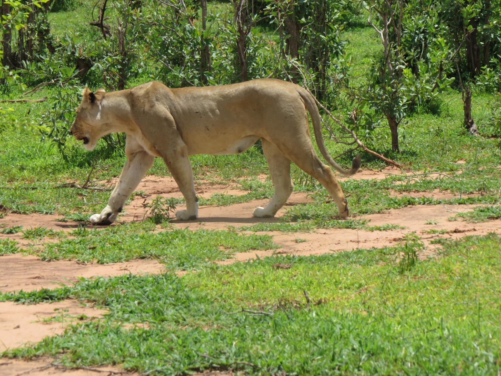 Full-Day Hwange National Park Safari from Victoria Falls