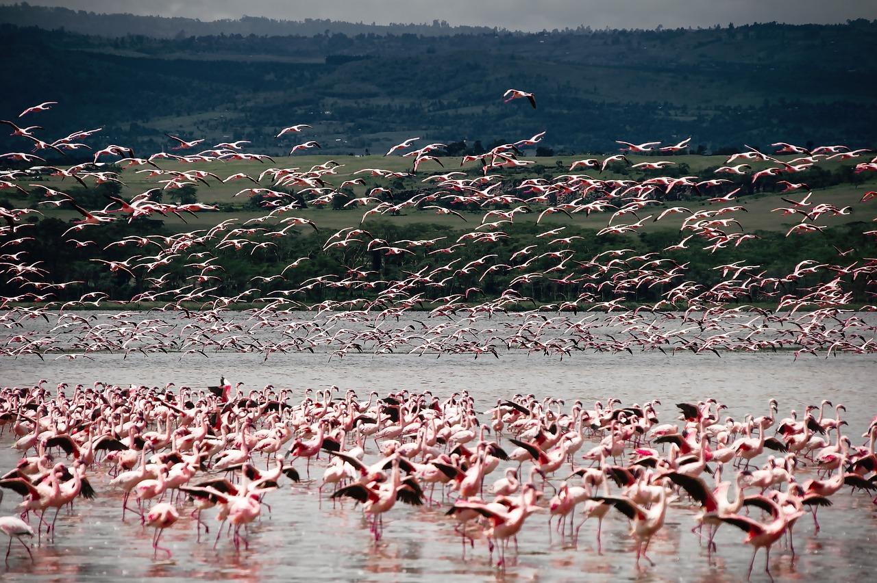 5-Day Private Kenya Safari: Maasai Mara, Nakuru & Naivasha