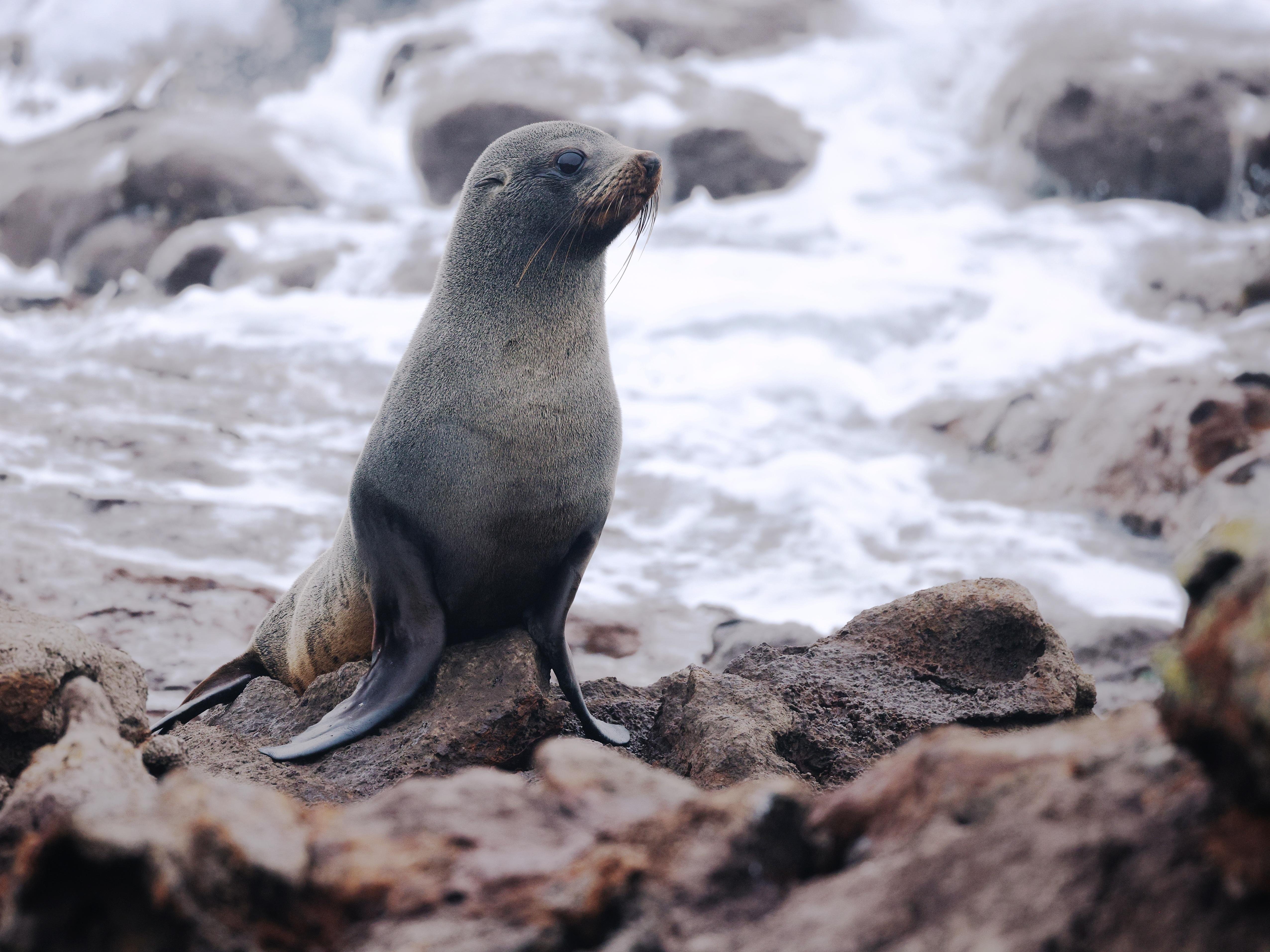 Dunedin: Wildlife and Penguin Tour