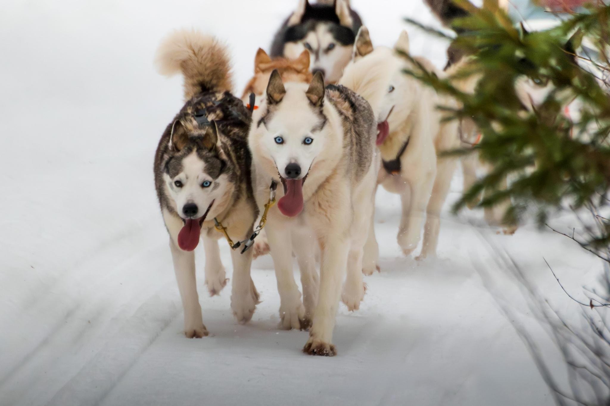 Rovaniemi Husky Safari: Drive Your Own Team & Lapland BBQ
