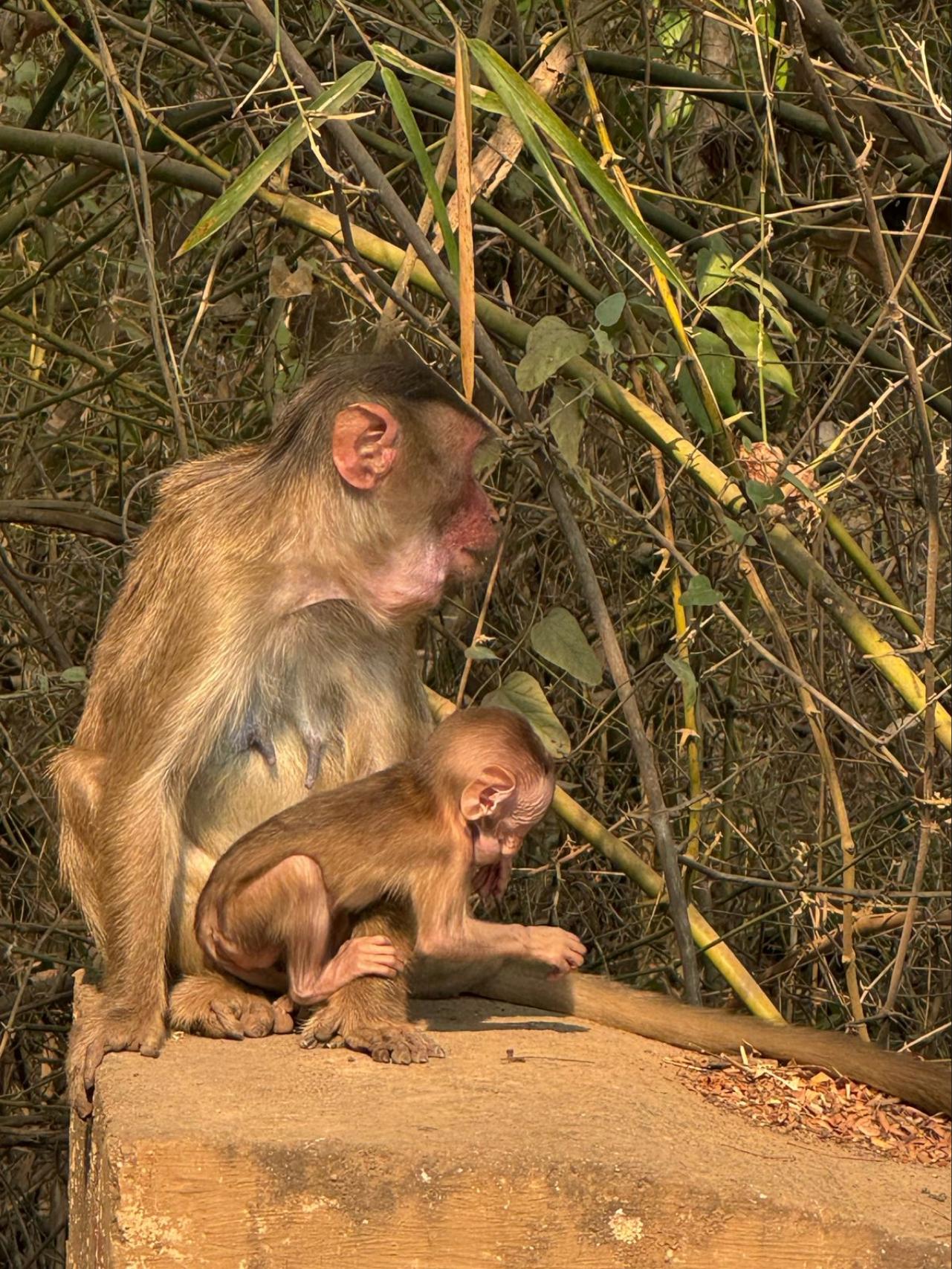 Mumbai Nature & Heritage: Kanheri Caves, Safari & Jain Temple