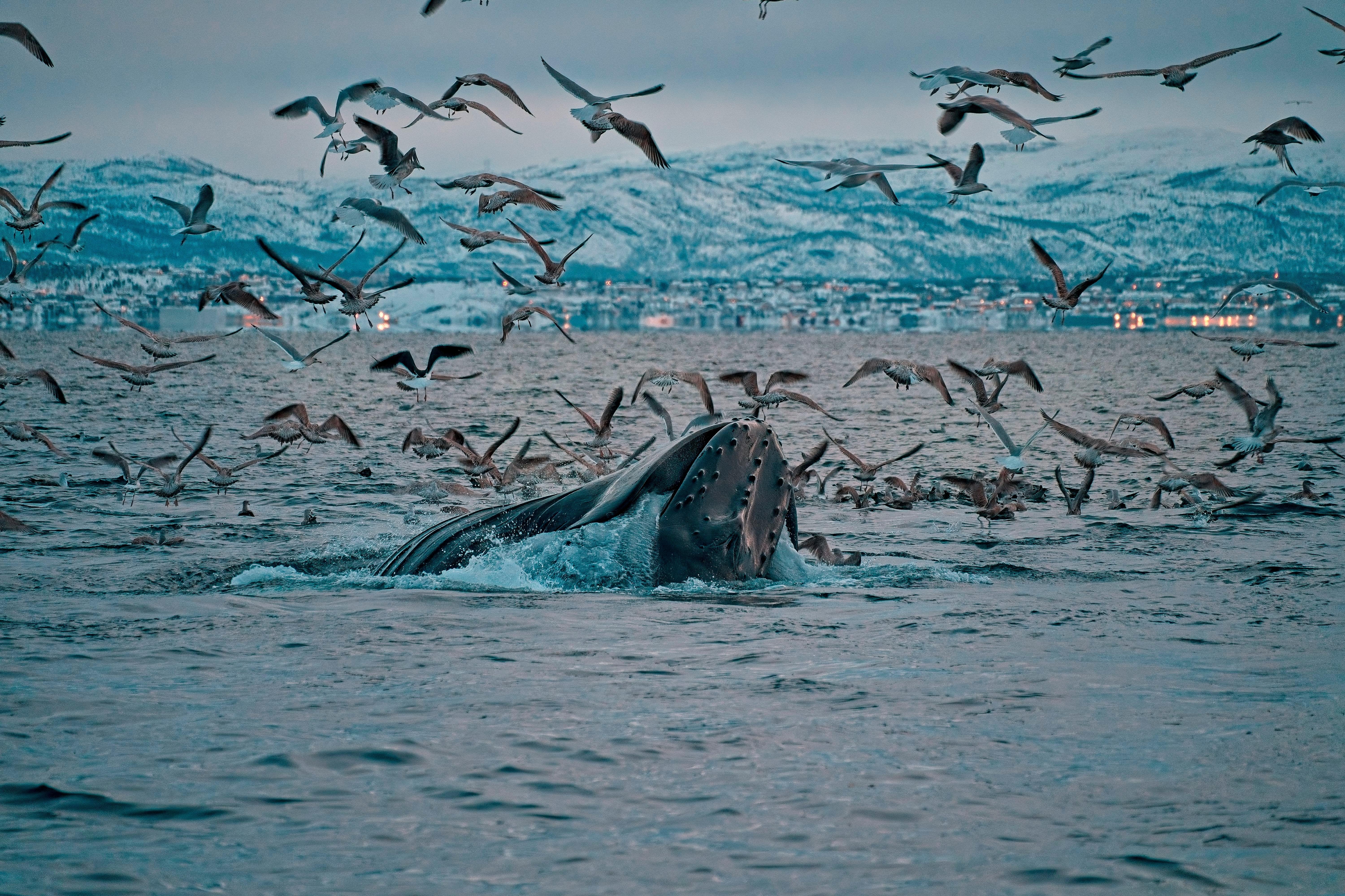 Alta Fjord Whale Watching Cruise