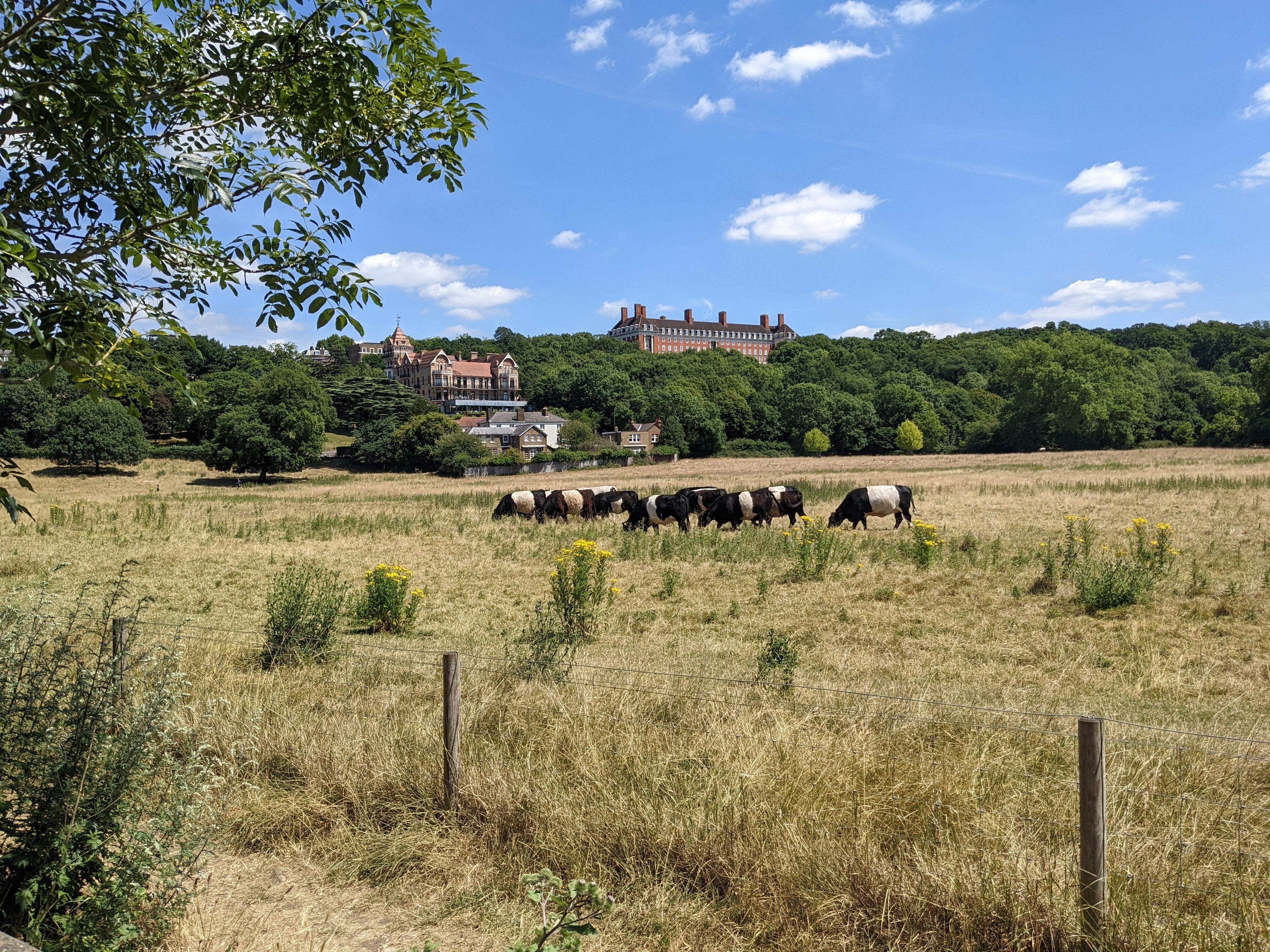 London Royal Deer Park & Thames Cycling Adventure