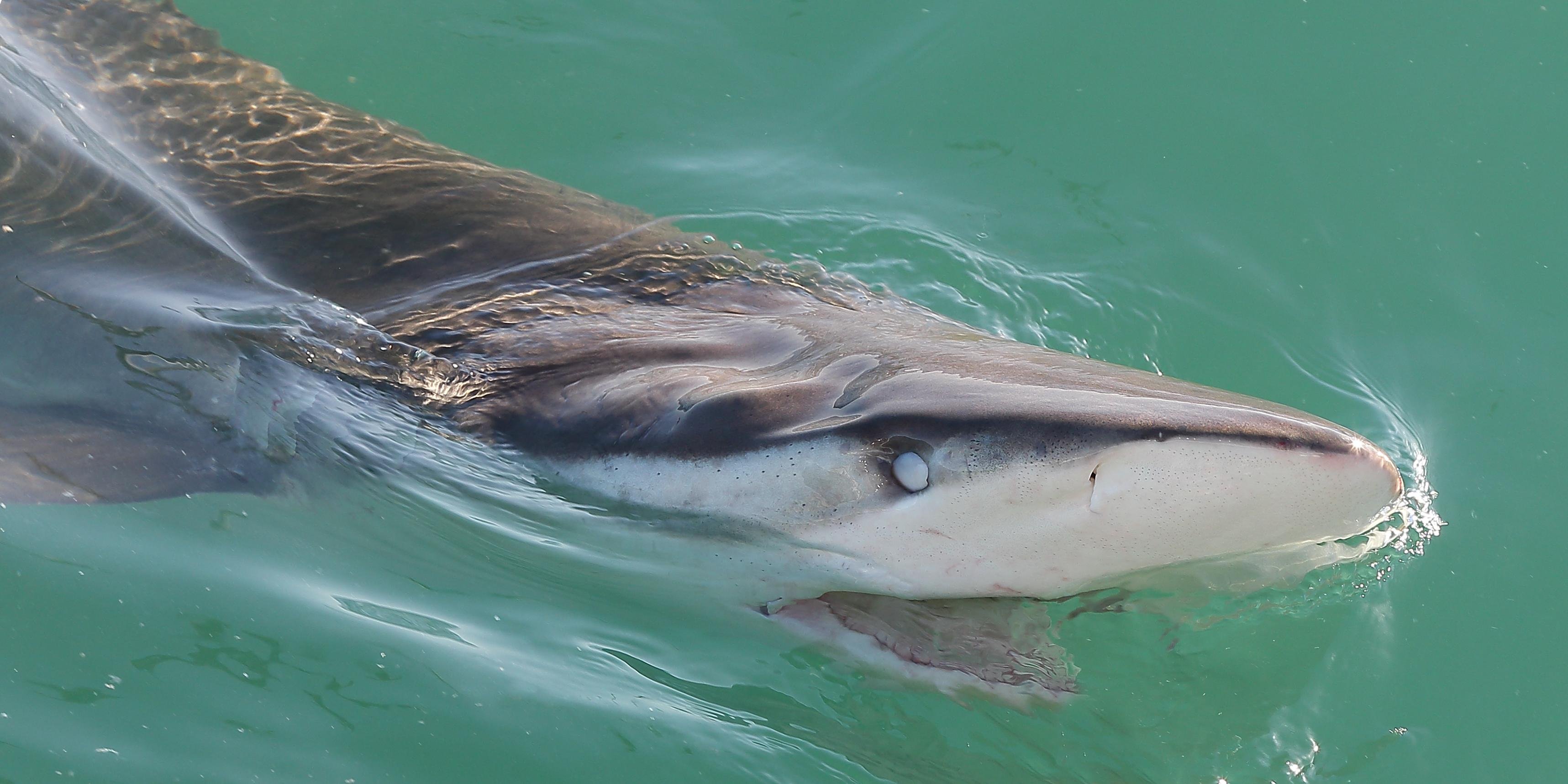 Cape Town Shark Cage Diving – False Bay Ocean Safari