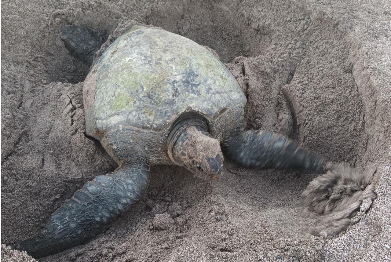 Sea Turtle Nesting & Hatching Experience
