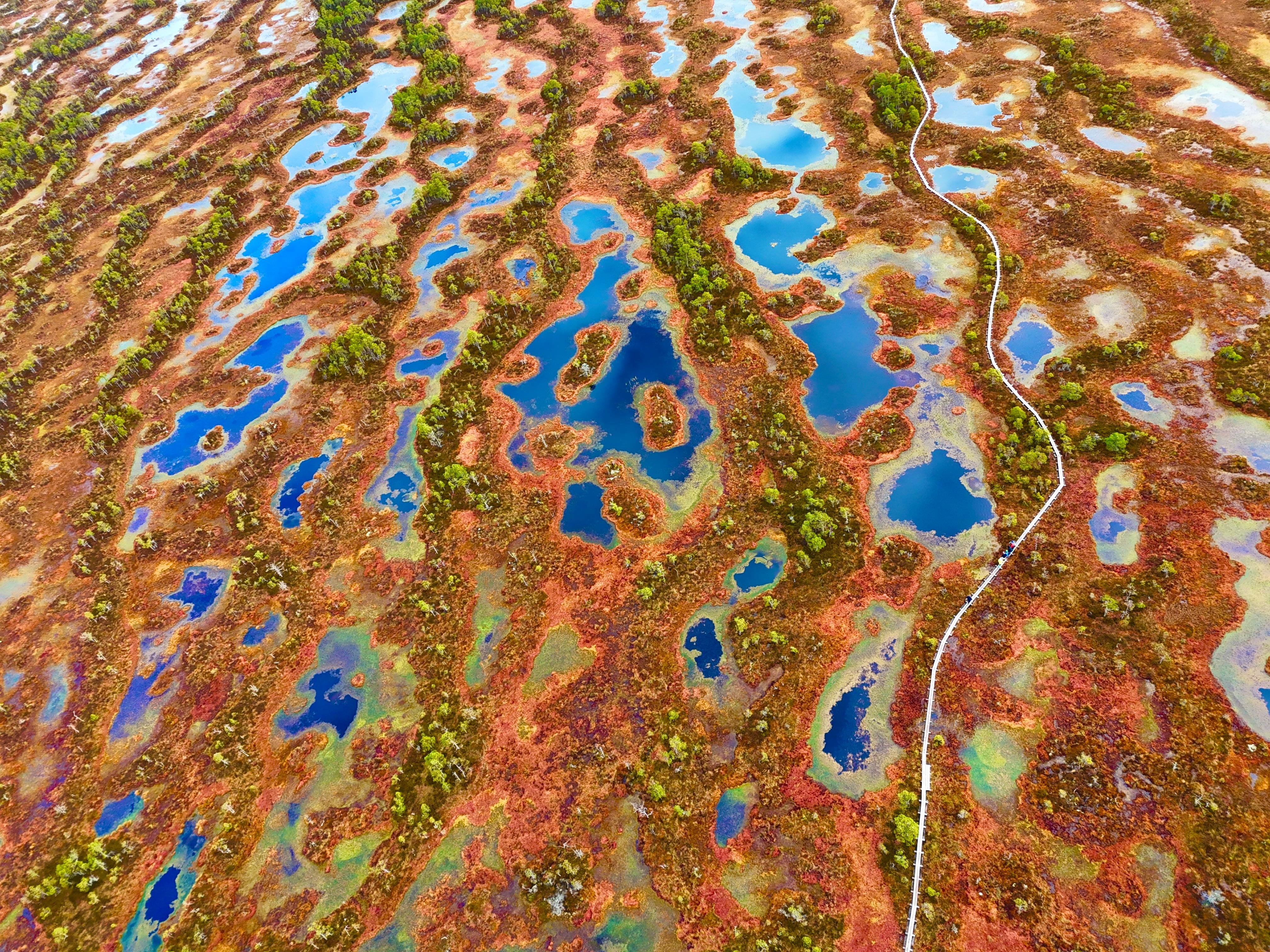 From Tallinn: Guided Bog-Shoe Hiking Tour