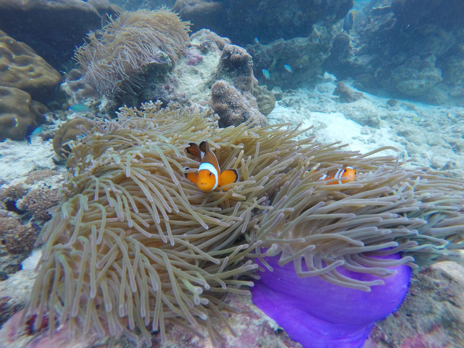Private Koh Phi Phi Longtail Boat Expedition