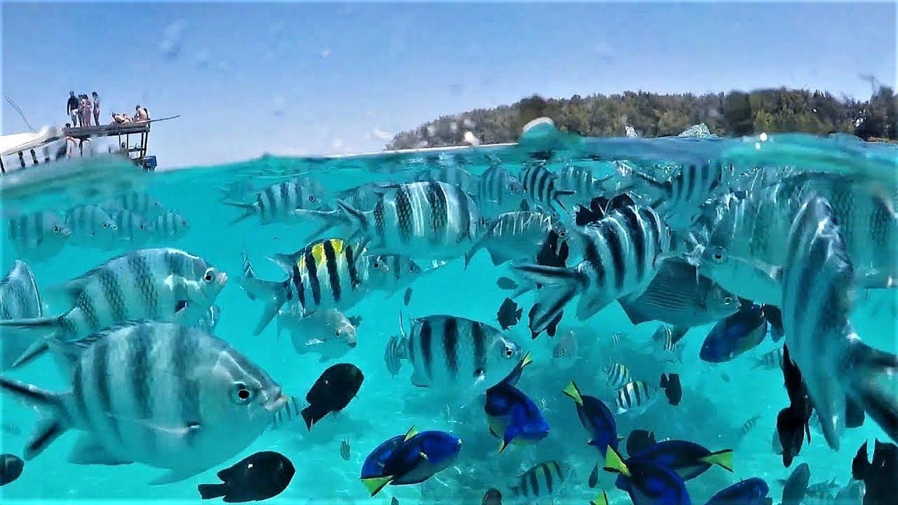 Zanzibar: Mnemba Island Dolphin Swim & Snorkel Adventure