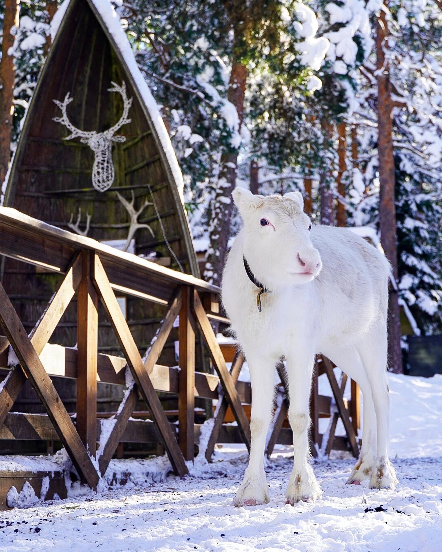 Private Reindeer Park Visit with Forest Transfer