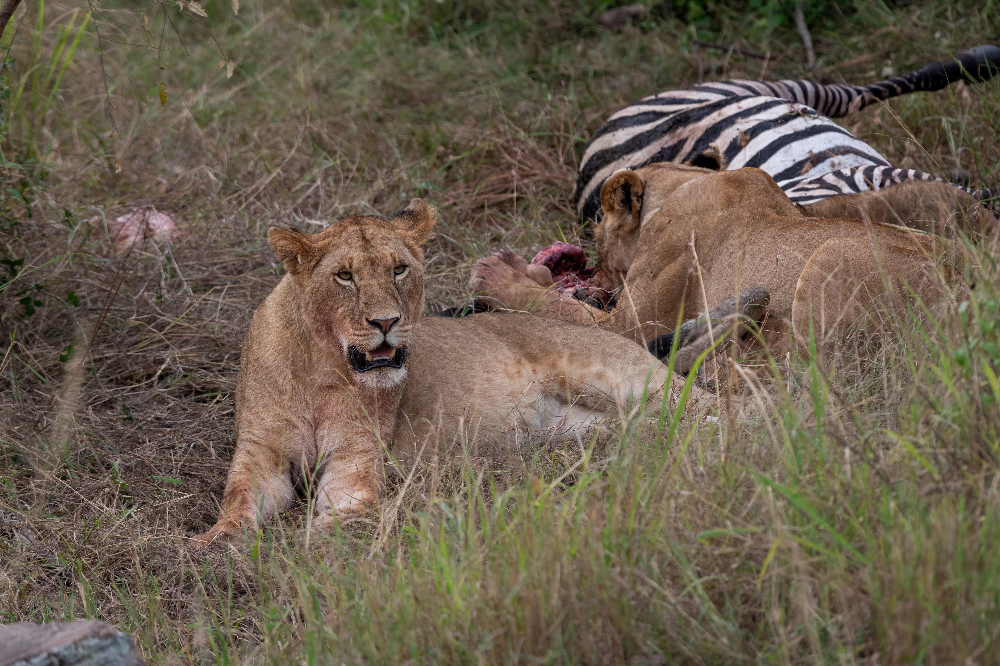 Maasai Mara Express: 1-Day Safari from Nairobi