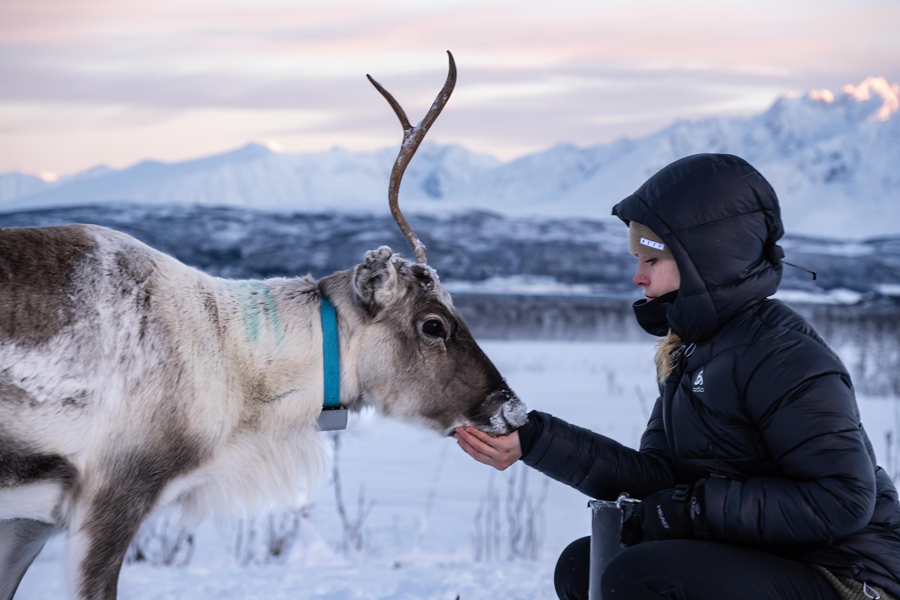 Reindeer Feeding & Sami Cultural Experience with Lunch