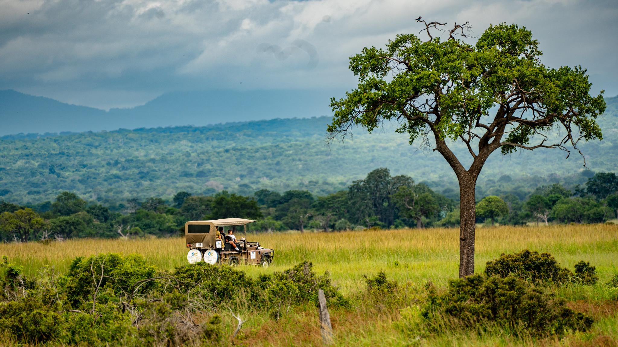 Zanzibar to Mikumi: Fly-In Safari Day Trip with Bush Lunch