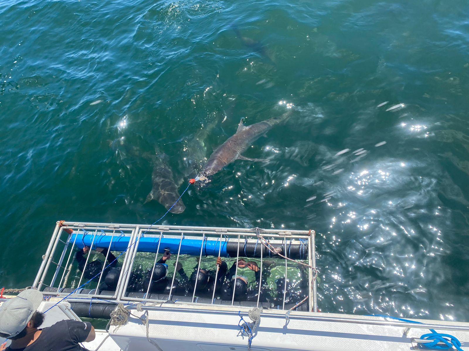 Cape Town Shark Cage Diving Adventure