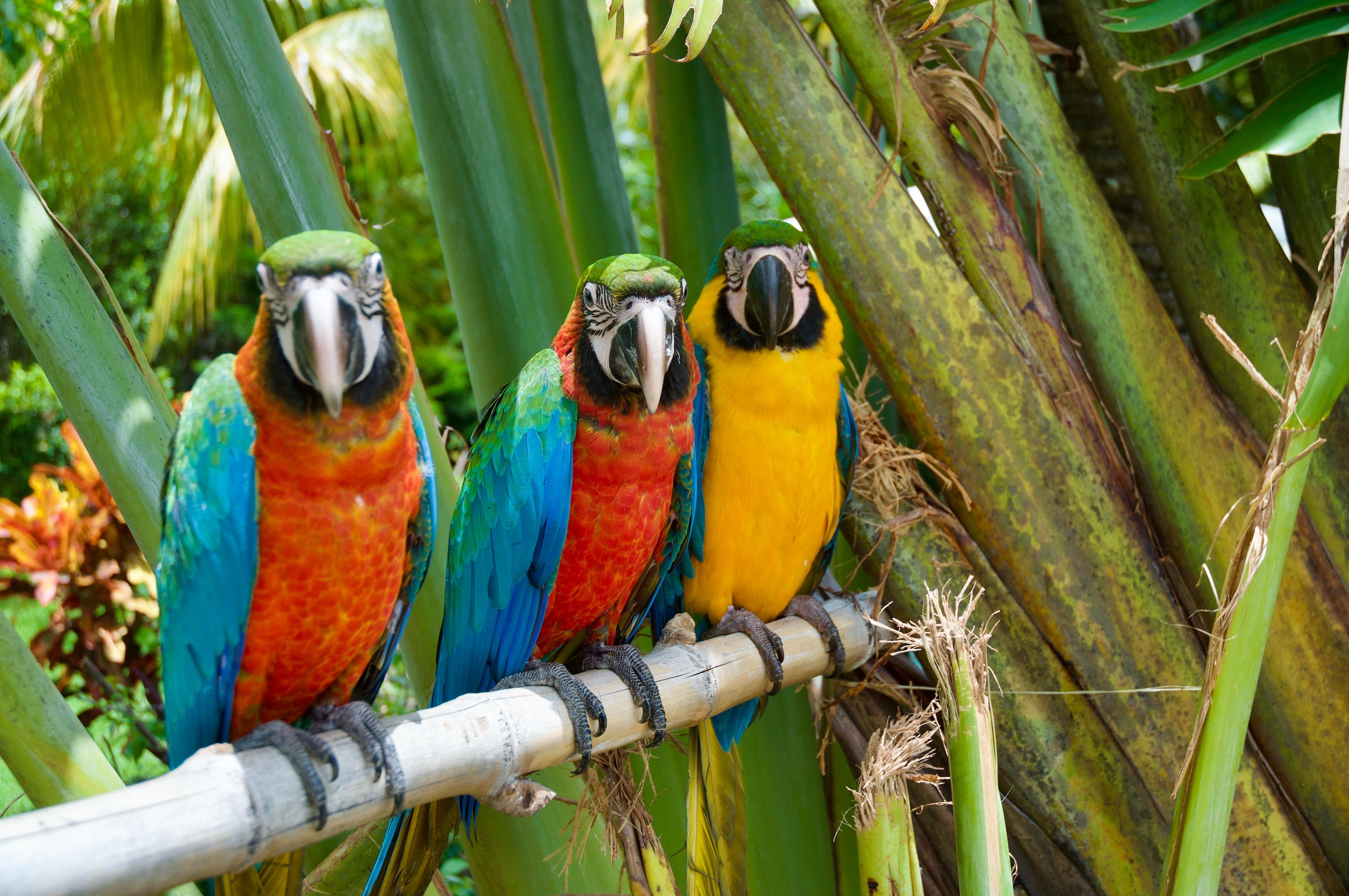 Monkey House VIP – Punta Cana Nature & Wildlife Experience