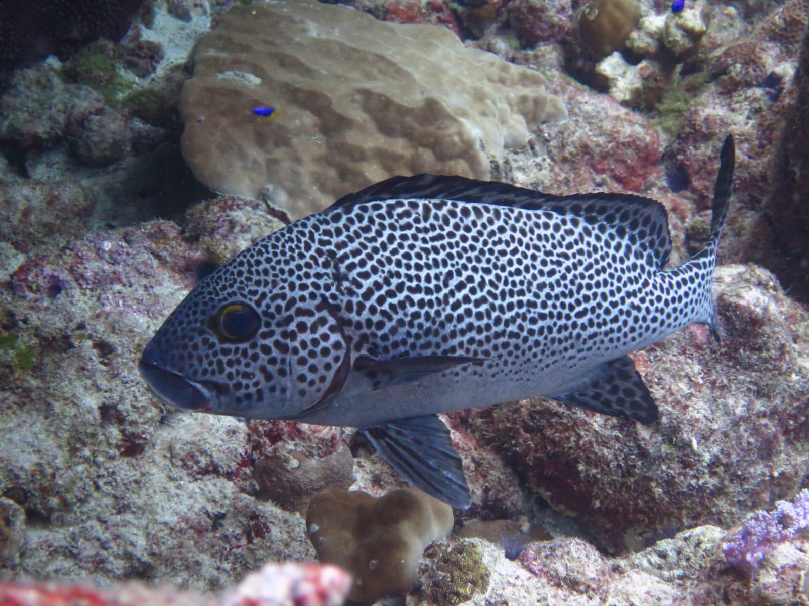 Belle Mare Scuba Discovery: East Coast Mauritius Dive
