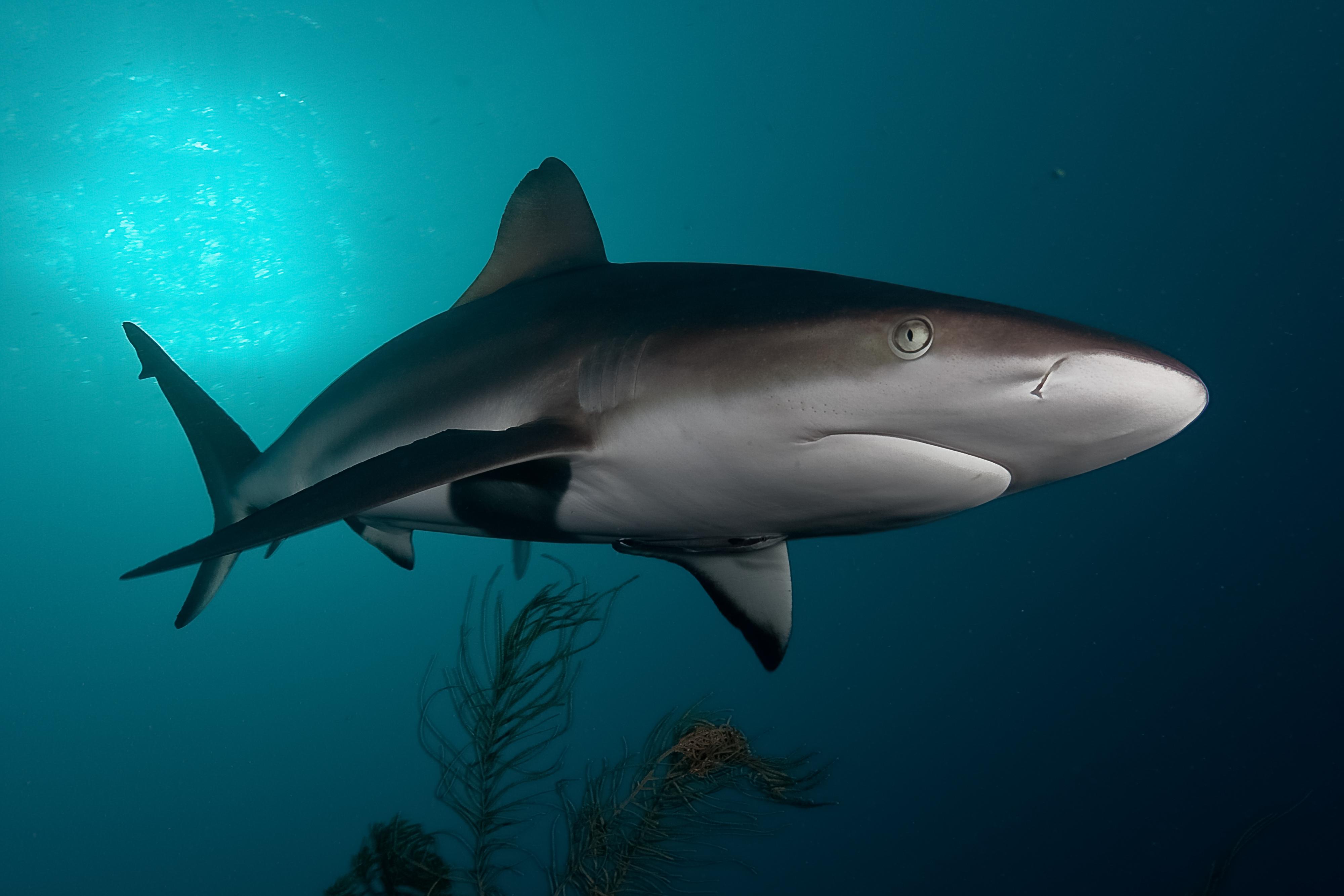 Cape Town Shark Cage Diving – False Bay Ocean Safari
