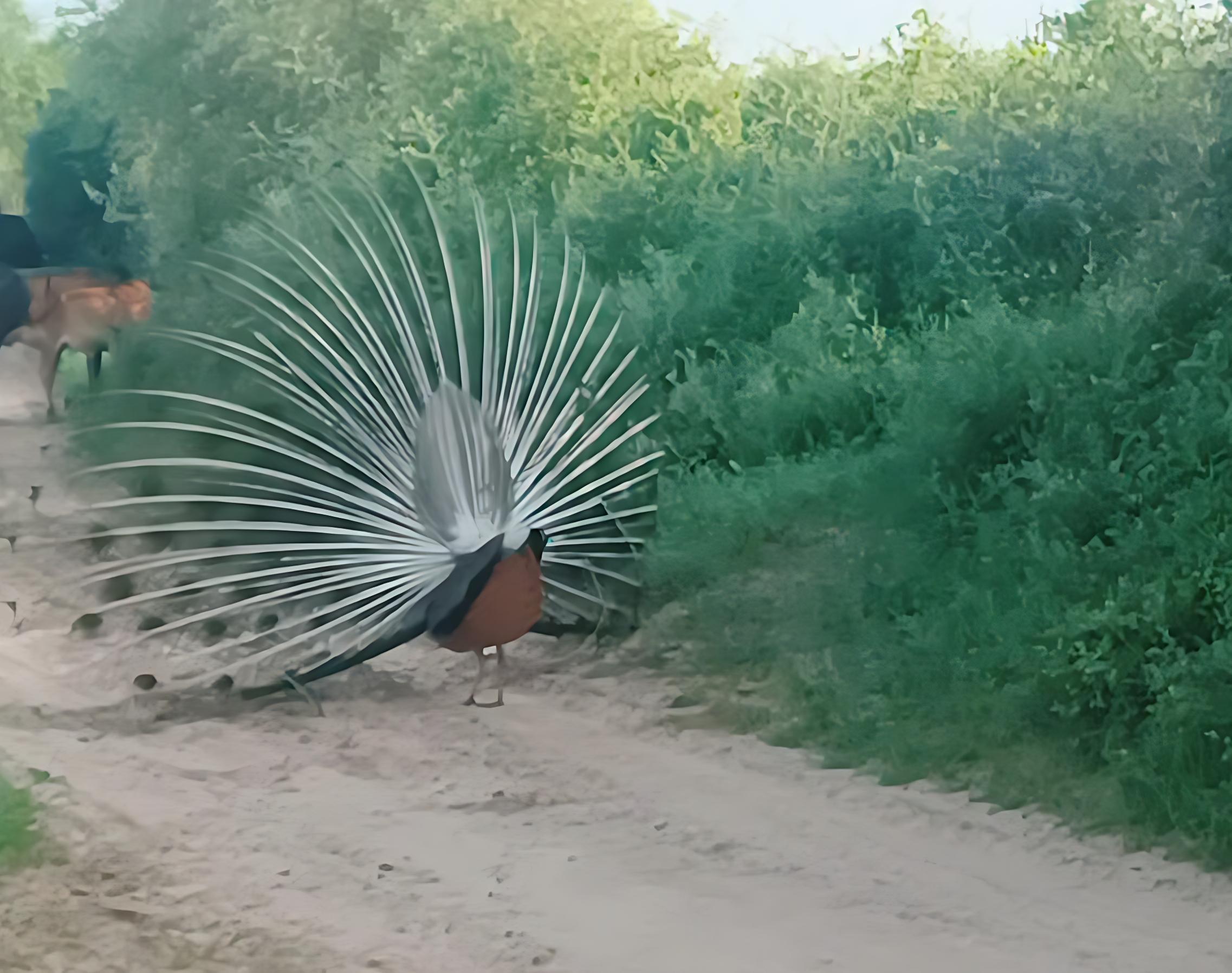 Bishnoi Village Cultural Jeep Safari