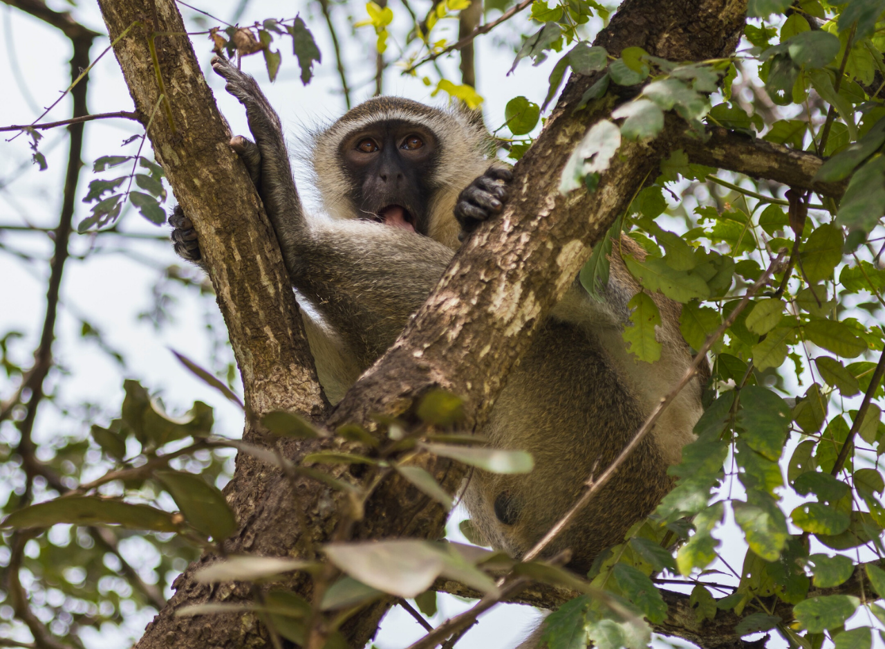 Zanzibar to Mikumi: Fly-In Safari Day Trip by Twin-Engine Plane