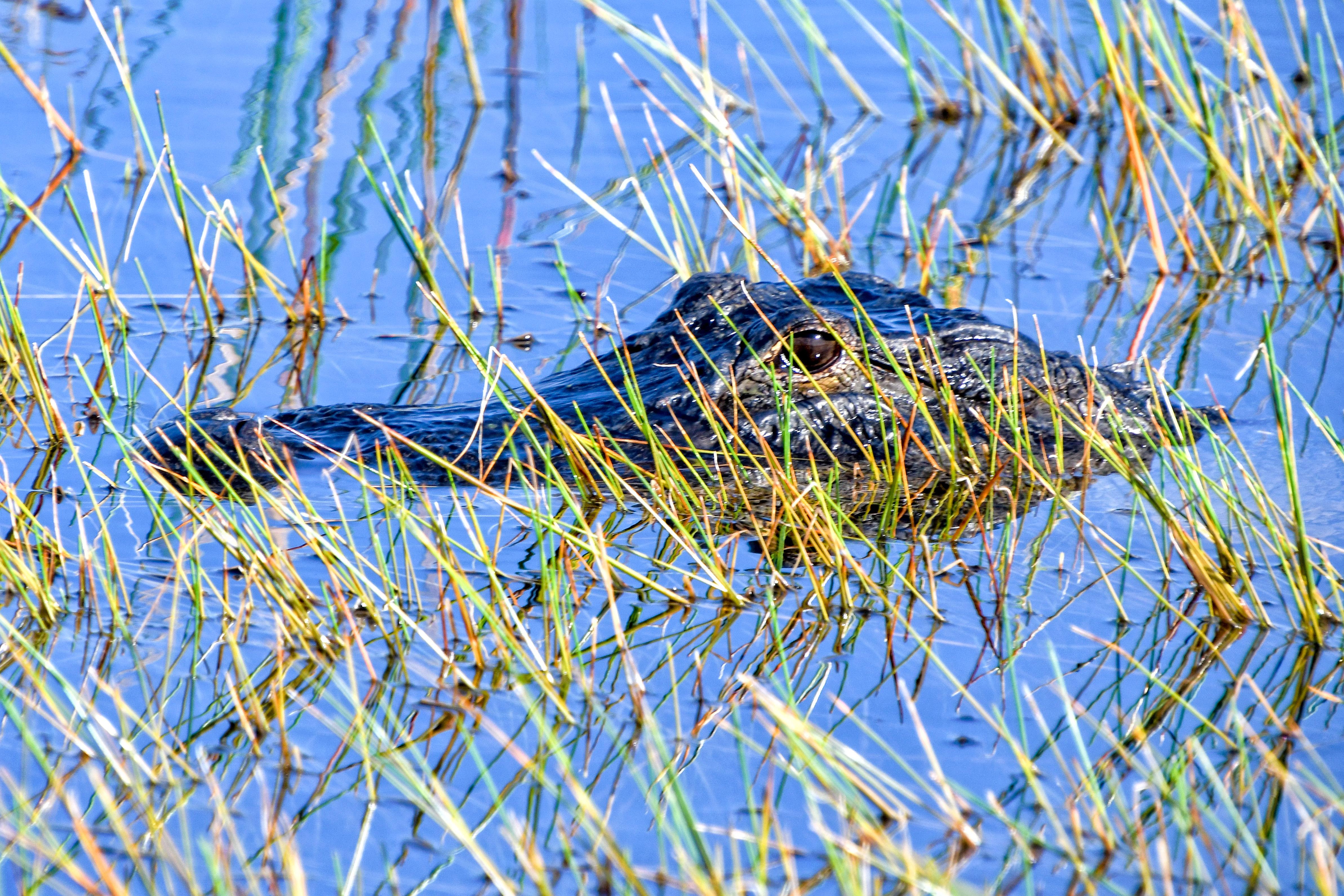 Everglades Airboat Safari & Wildlife Exhibit from Miami