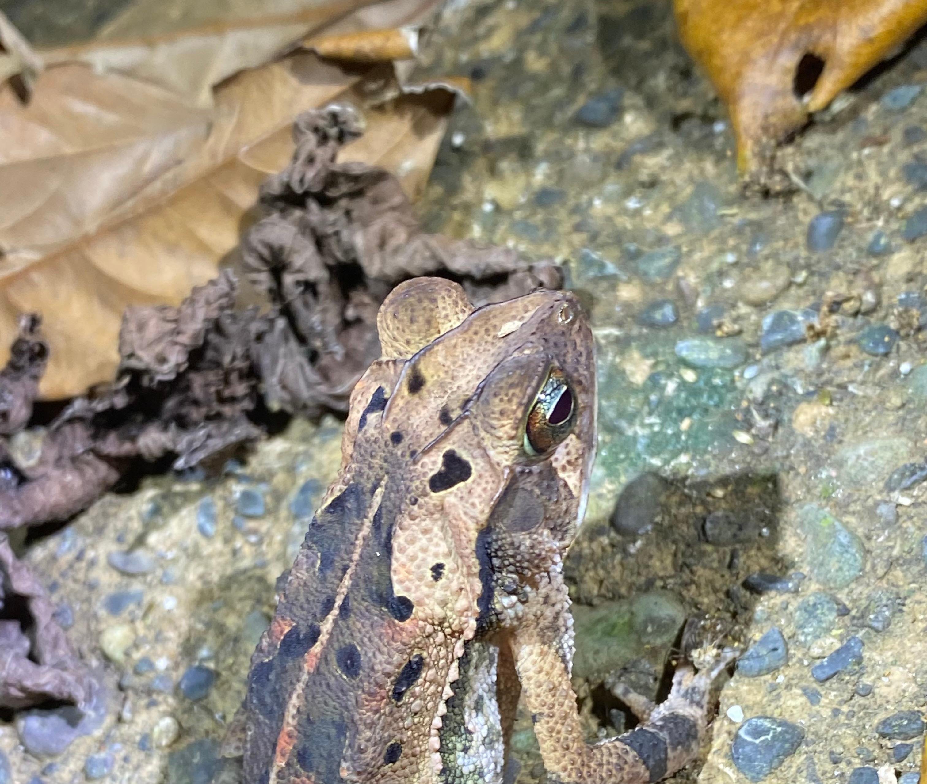 Manuel Antonio Night Wildlife Walk with Expert Naturalist