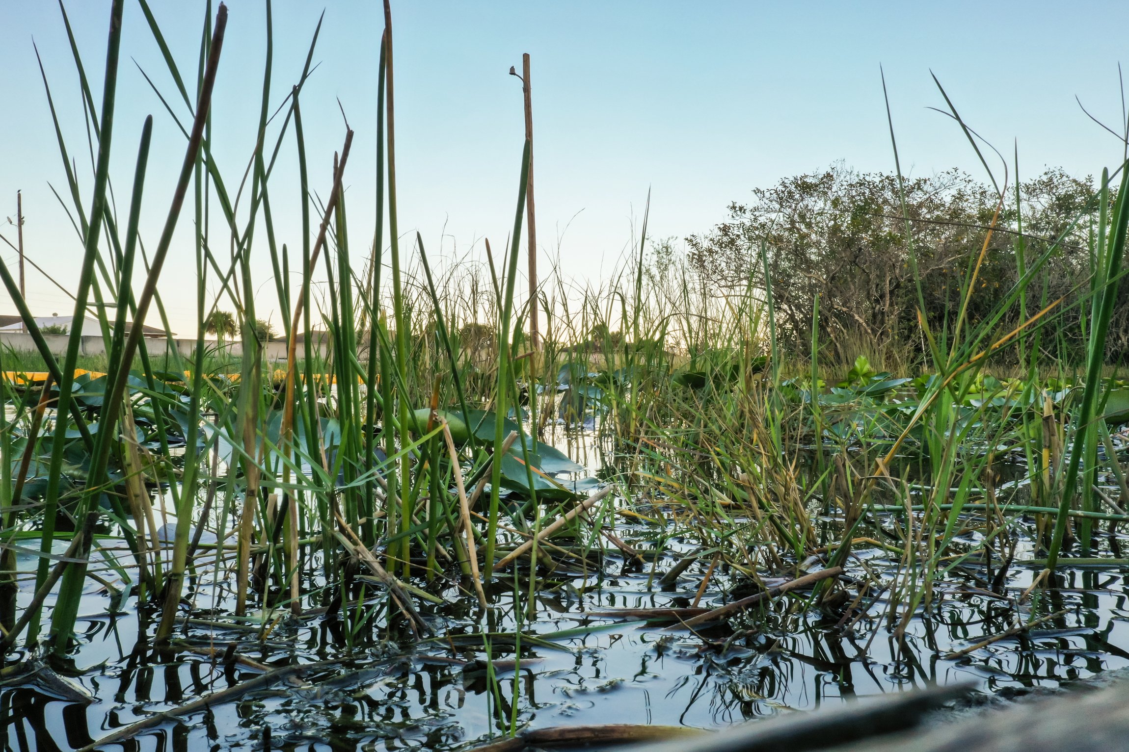 Everglades Airboat Adventure & Alligator Exhibition