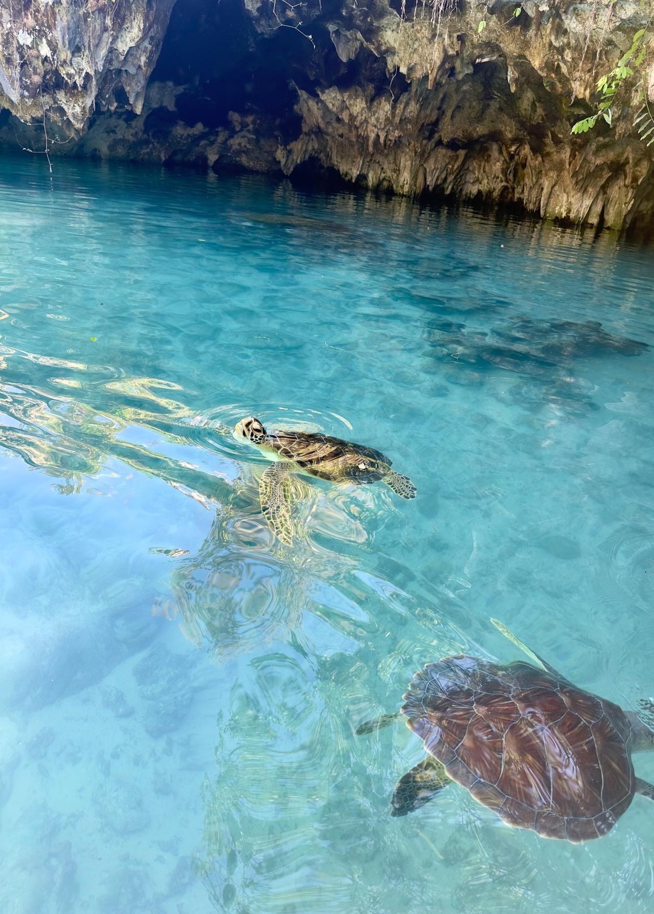 Zanzibar: Swim with Sea Turtles at Salaam Cave, Kizimkazi