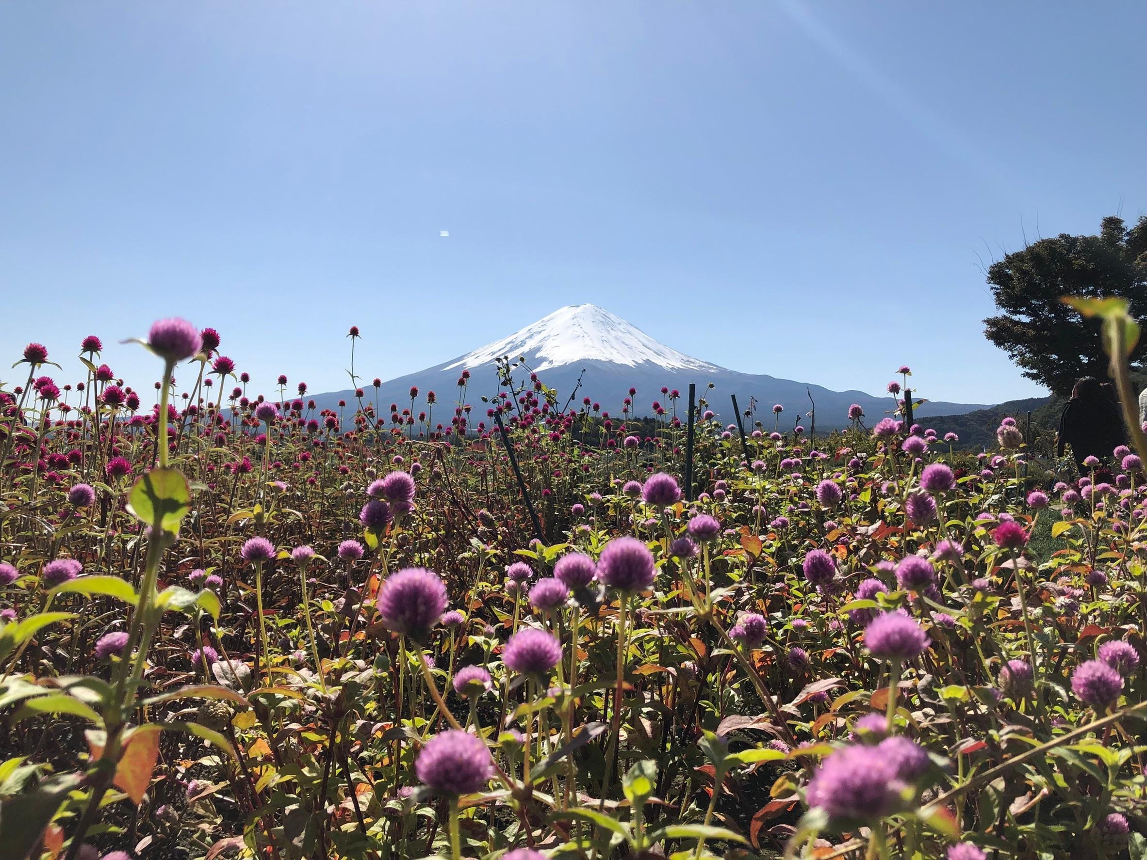 Mount Fuji Full-Day Sightseeing Tour from Tokyo