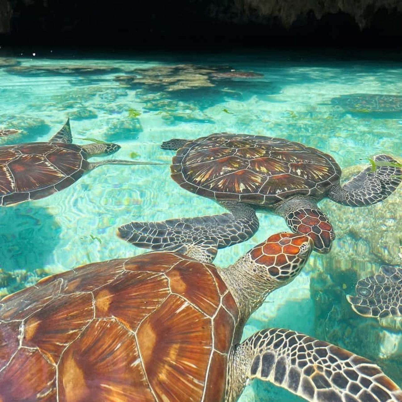Zanzibar Sea Turtle Swim at Baraka Aquarium, Nungwi
