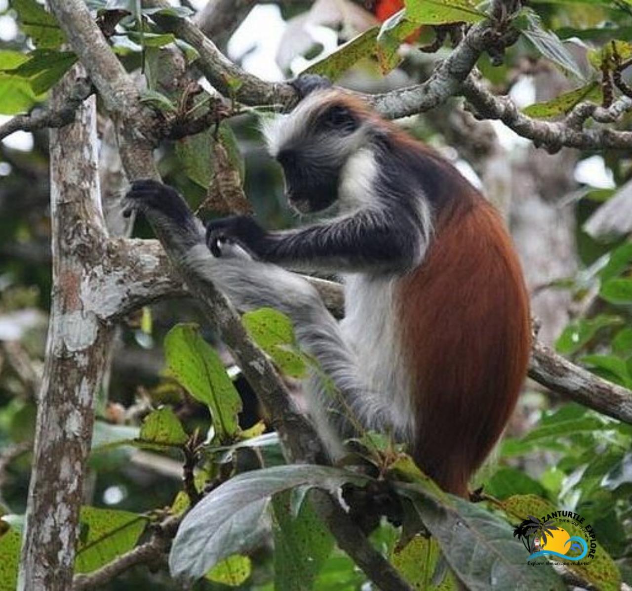 Zanzibar: Jozani Forest, Salaam Cave & The Rock Restaurant Day Tour