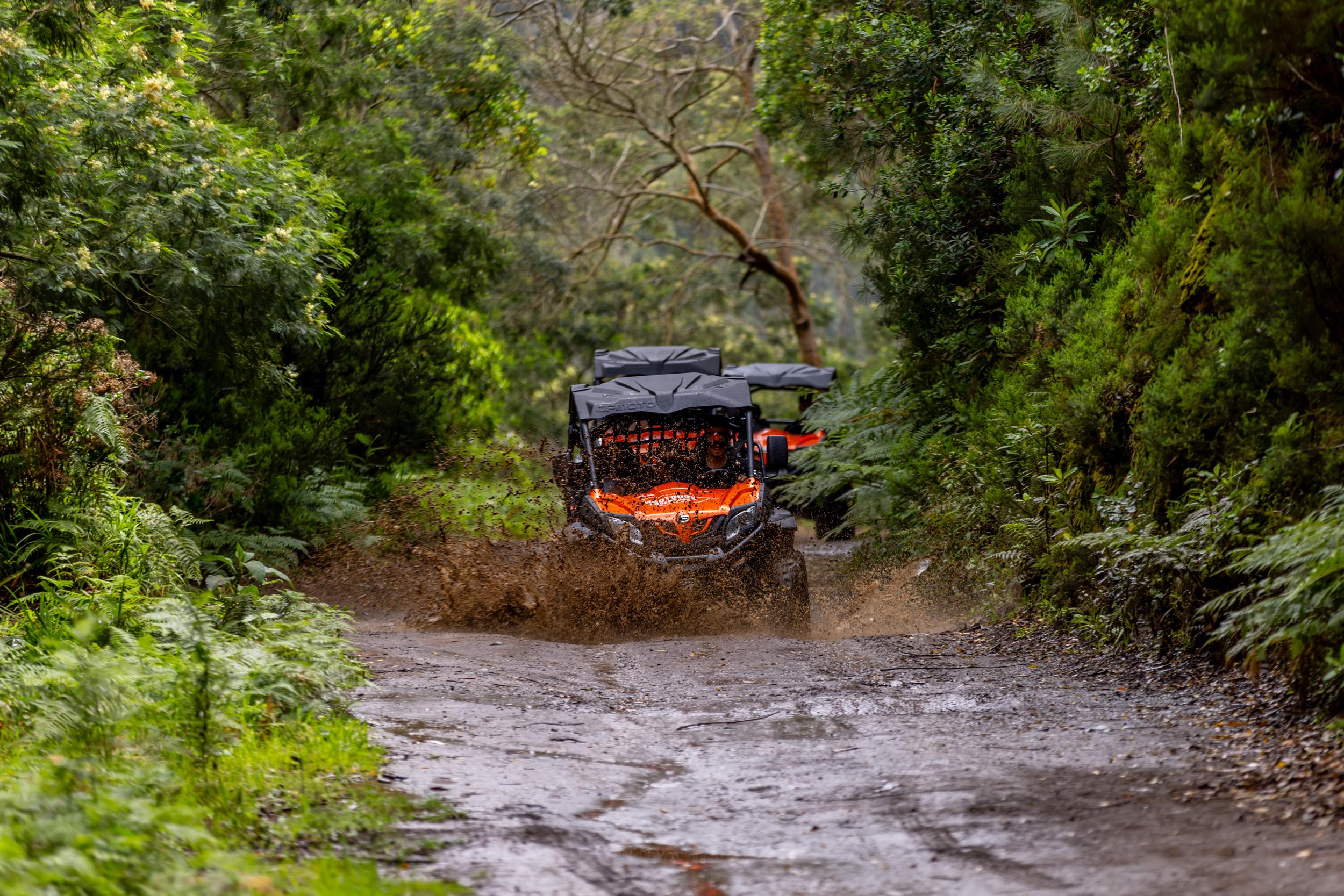 Madeira Off-Road Buggy Tour: Laurissilva Forest