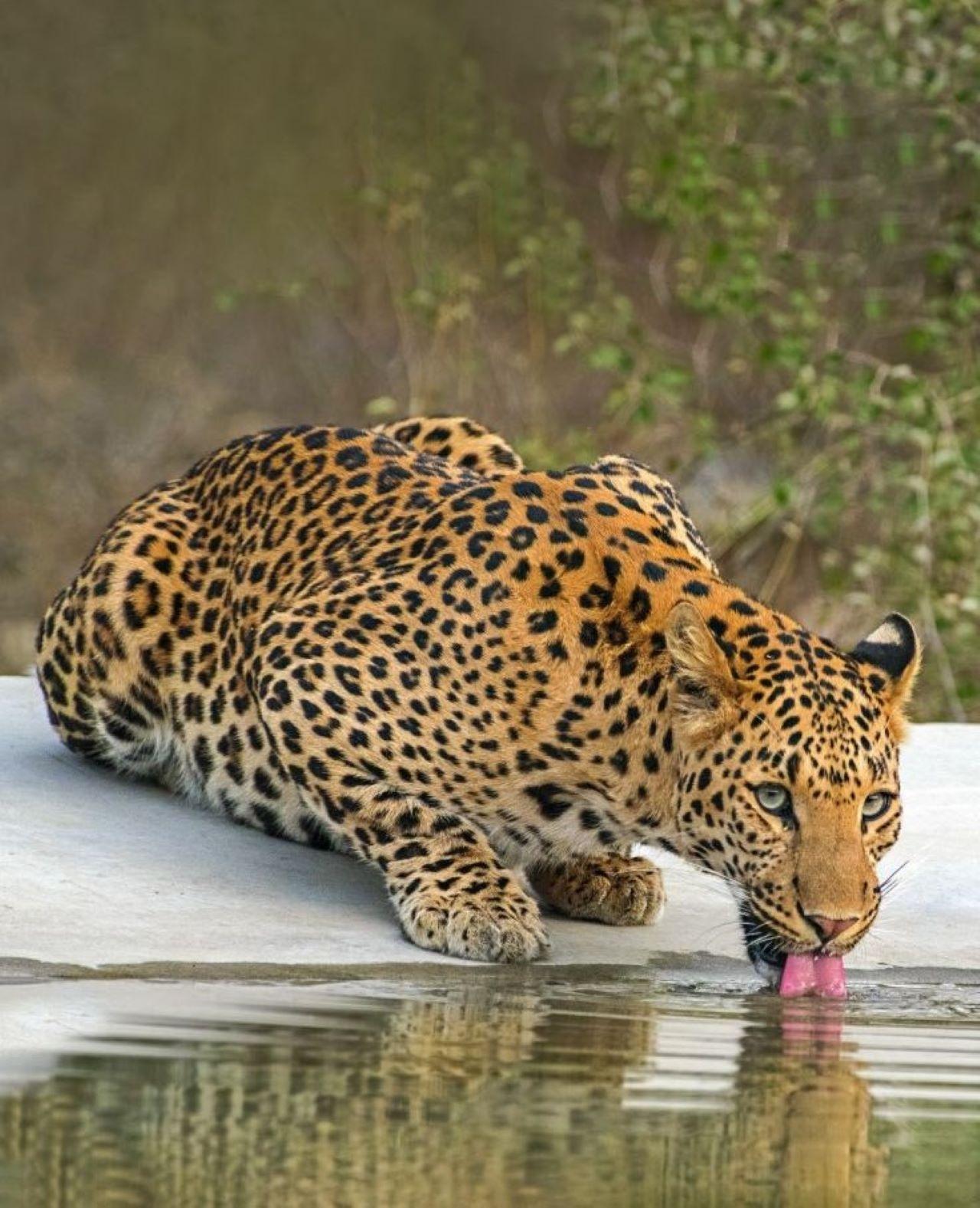 Jaipur Private Leopard Safari – Jhalana & Amagarh Forest