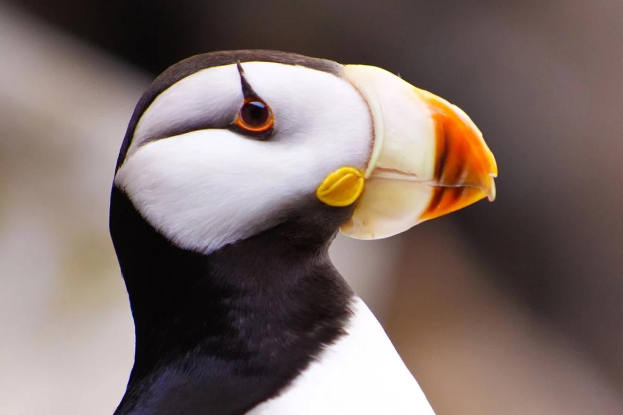 Seward: Captain's Choice Kenai Fjords National Park Tour
