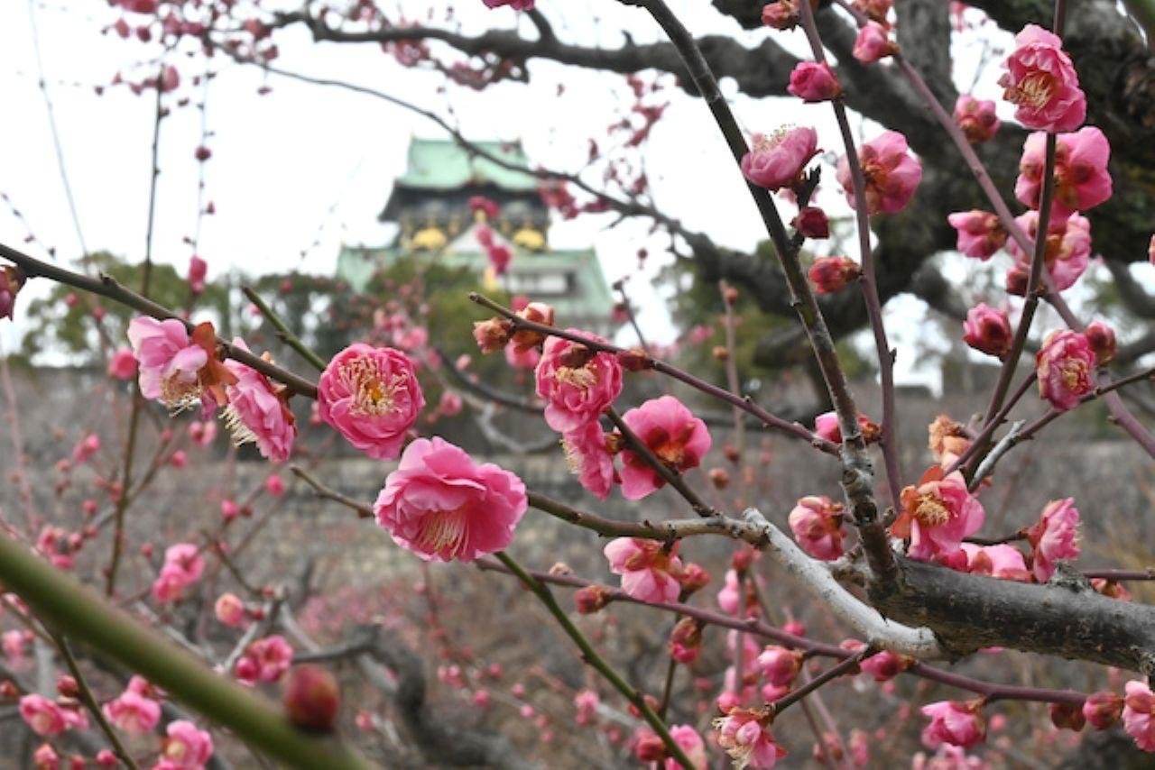 Osaka Castle Defensive Tour & Tower Admission