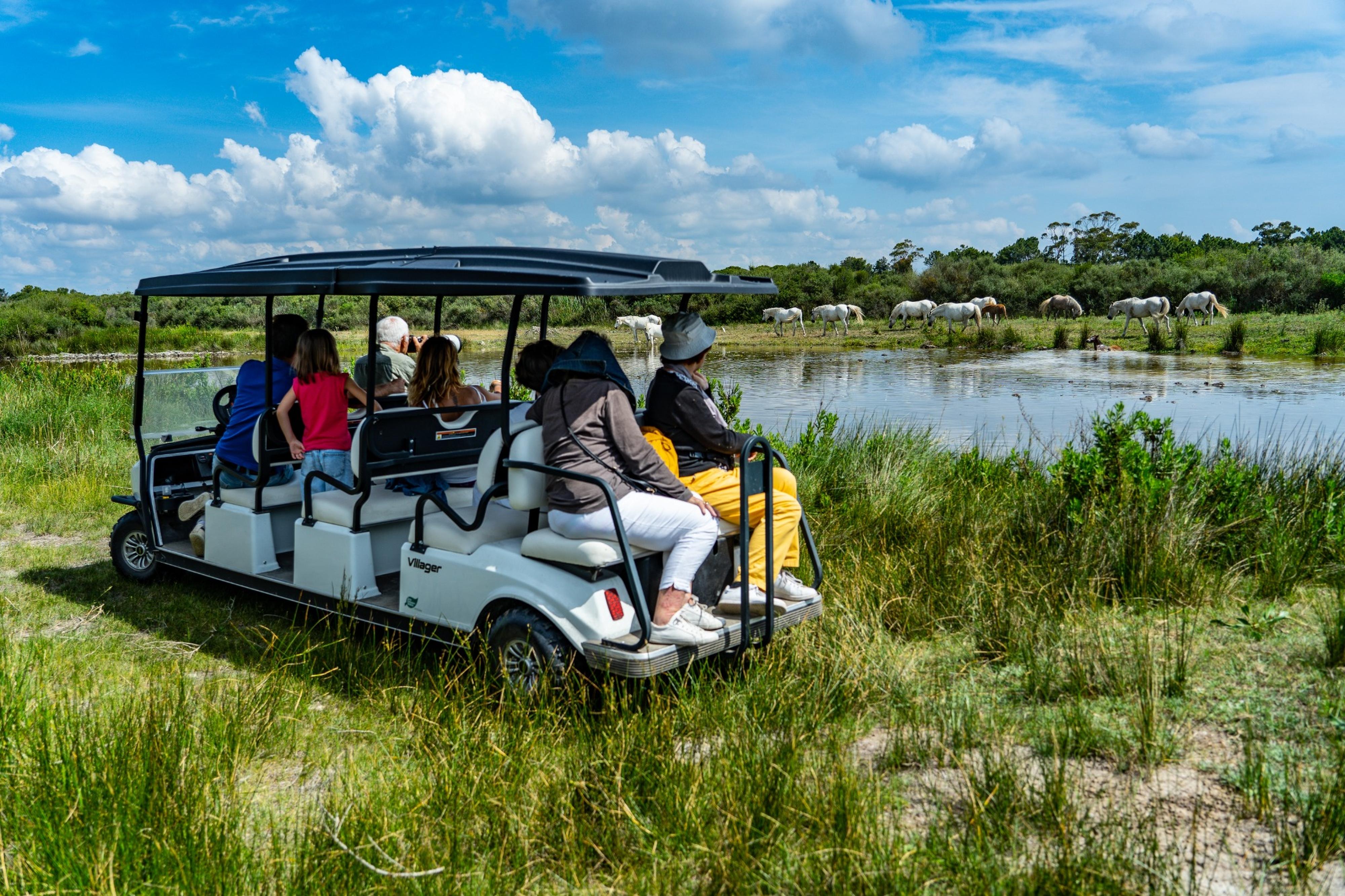 Private Reserve Electric Safari: Wildlife & Camargue Horses