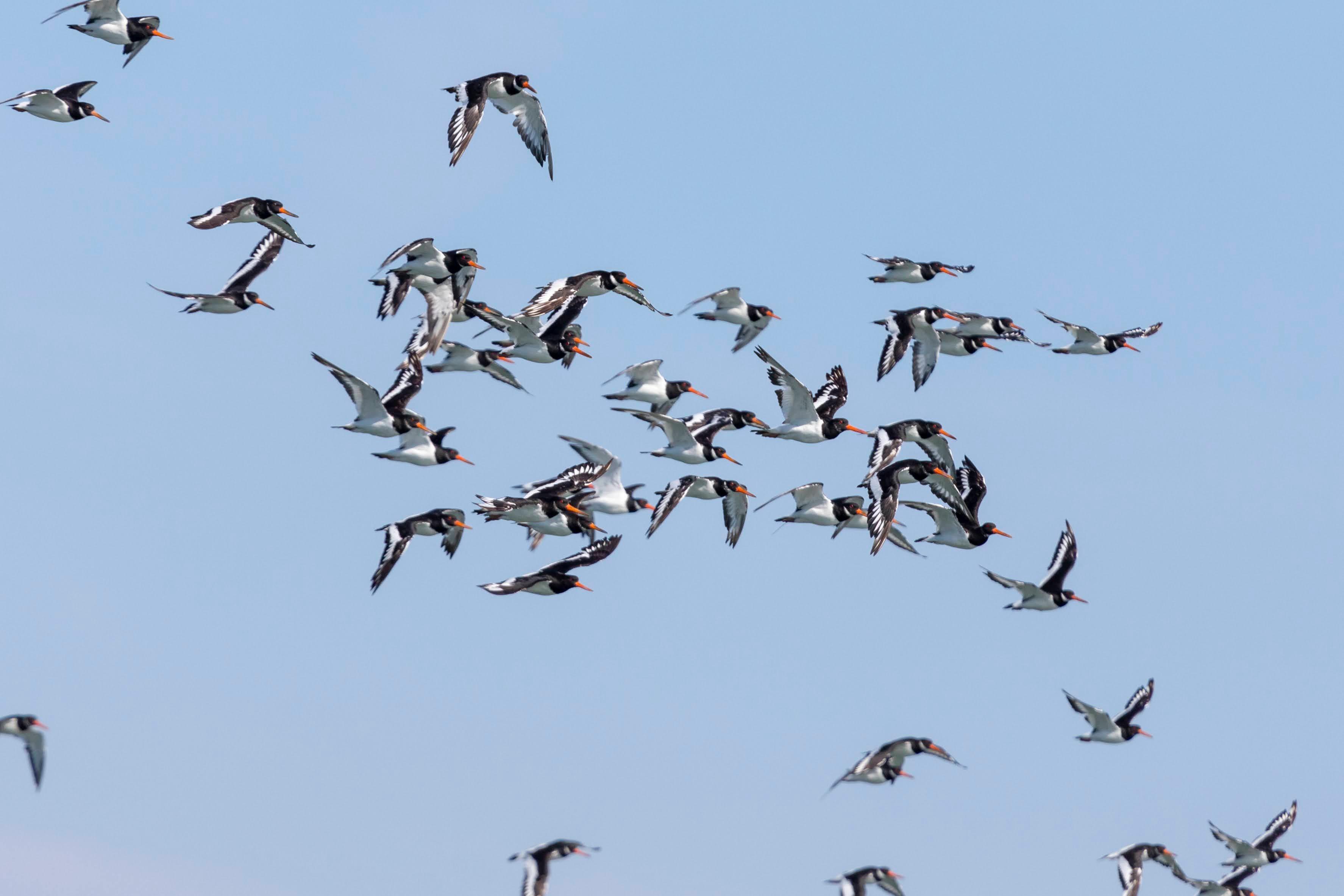 Tagus Estuary Wildlife Boat Safari