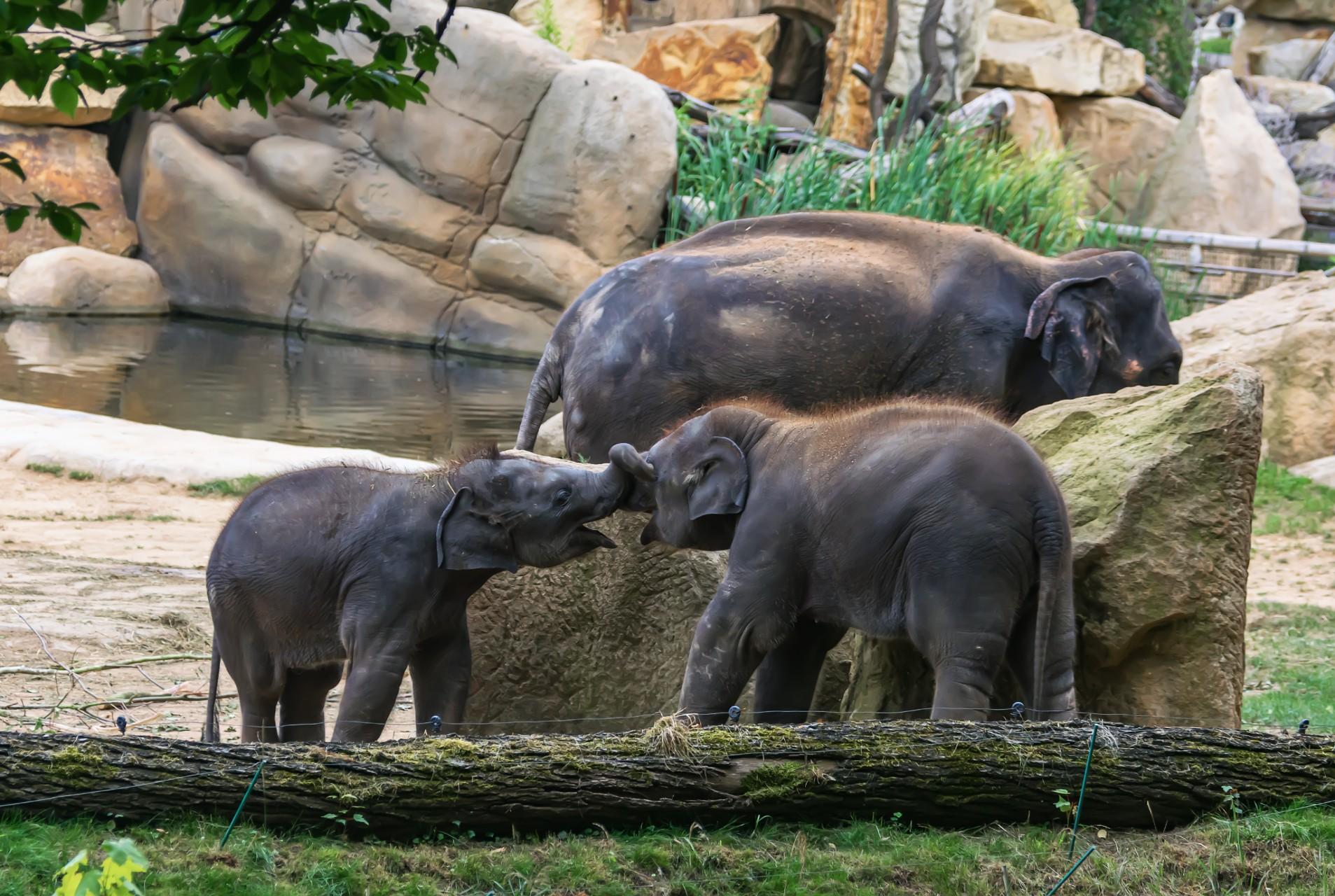 Prague Zoo Private Tour with Fast-Track Entry