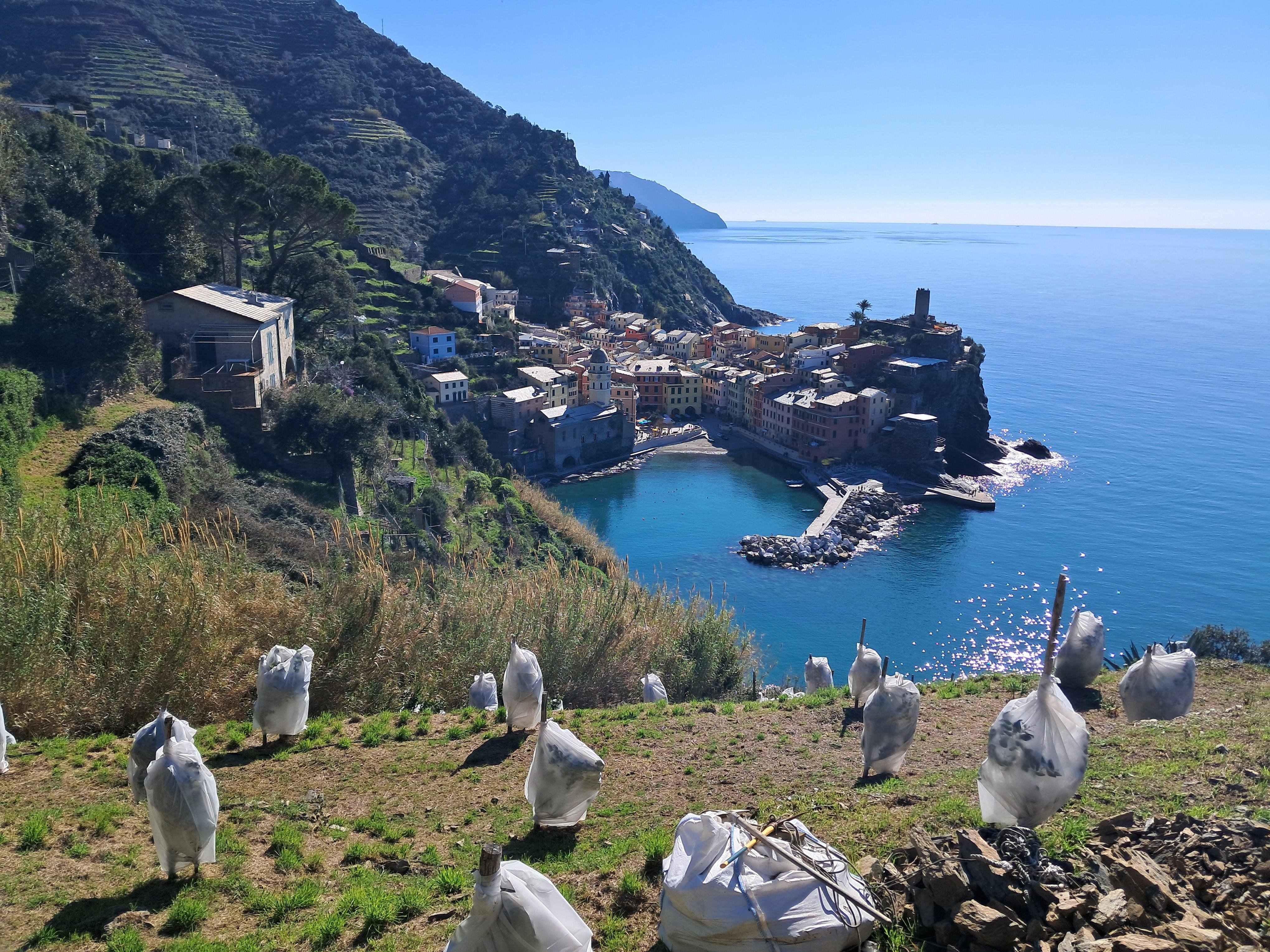 Vernazza Lemon Grove Hike with Wine & Limoncino Tasting