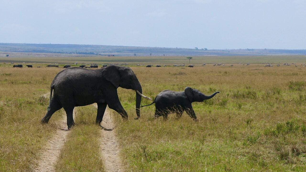 Full-Day Masai Mara Safari from Nairobi
