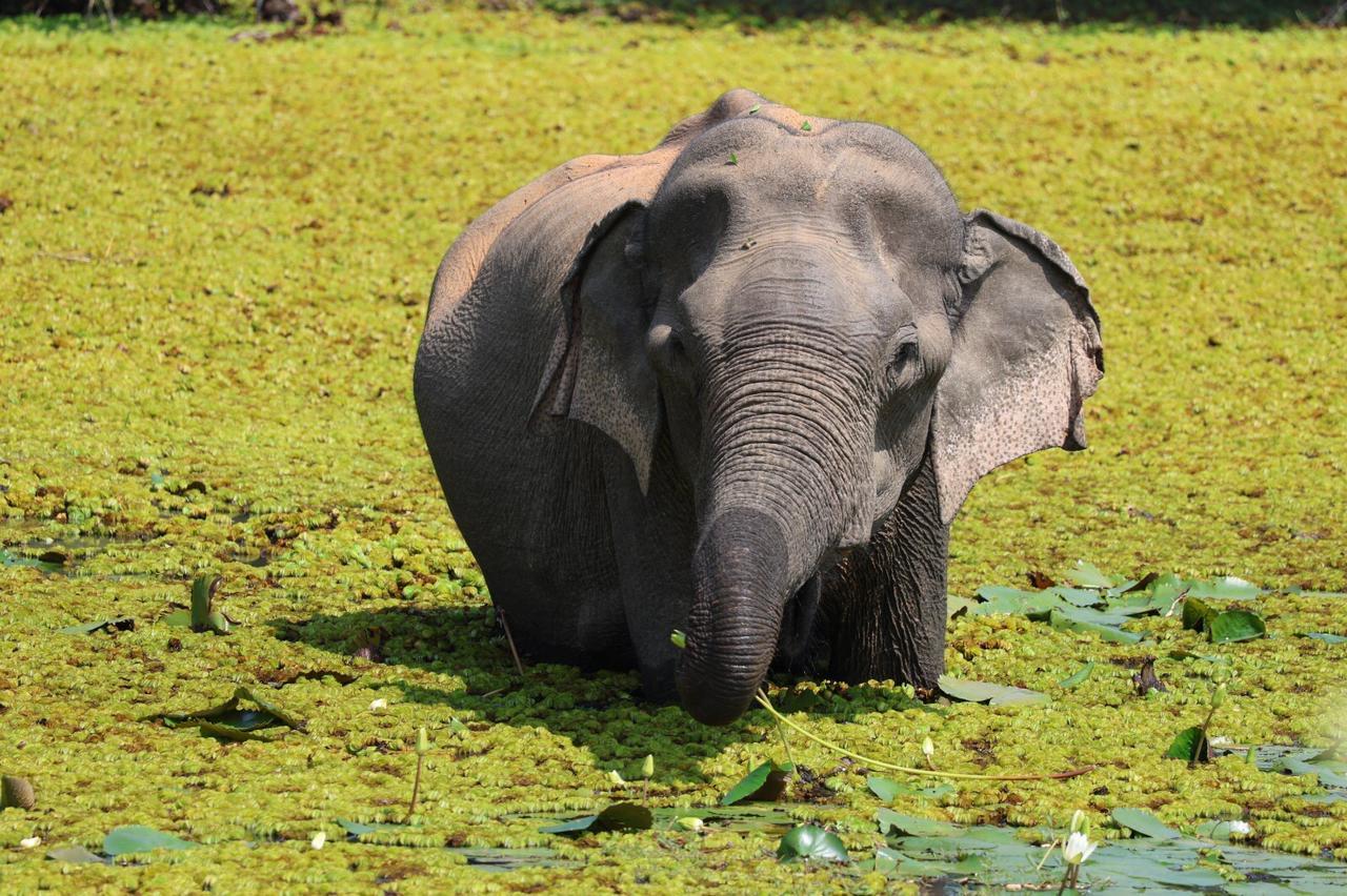Private Yala National Park Safari with All-Inclusive Transfers